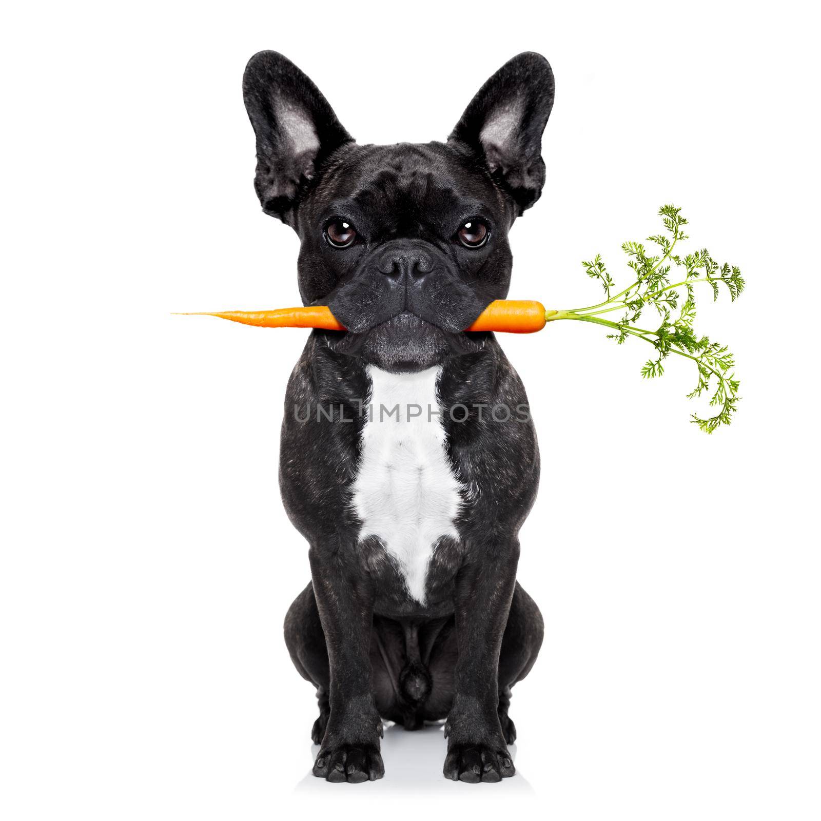healthy food dog by Brosch