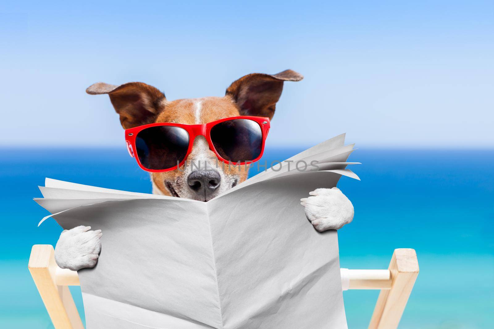 jack russell dog , reading blank newspaper on hammock at the beach at summer vacation holidays, wearing funny sunglasses