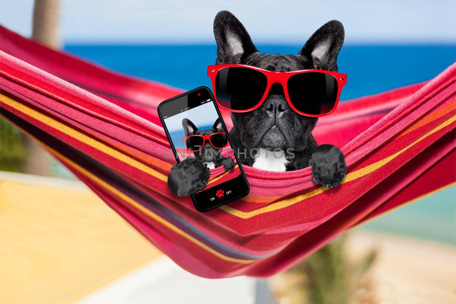 french  bulldog dog relaxing on a fancy red  hammock taking a selfie and sharing the fun with friends at the beach on summer vacation holidays