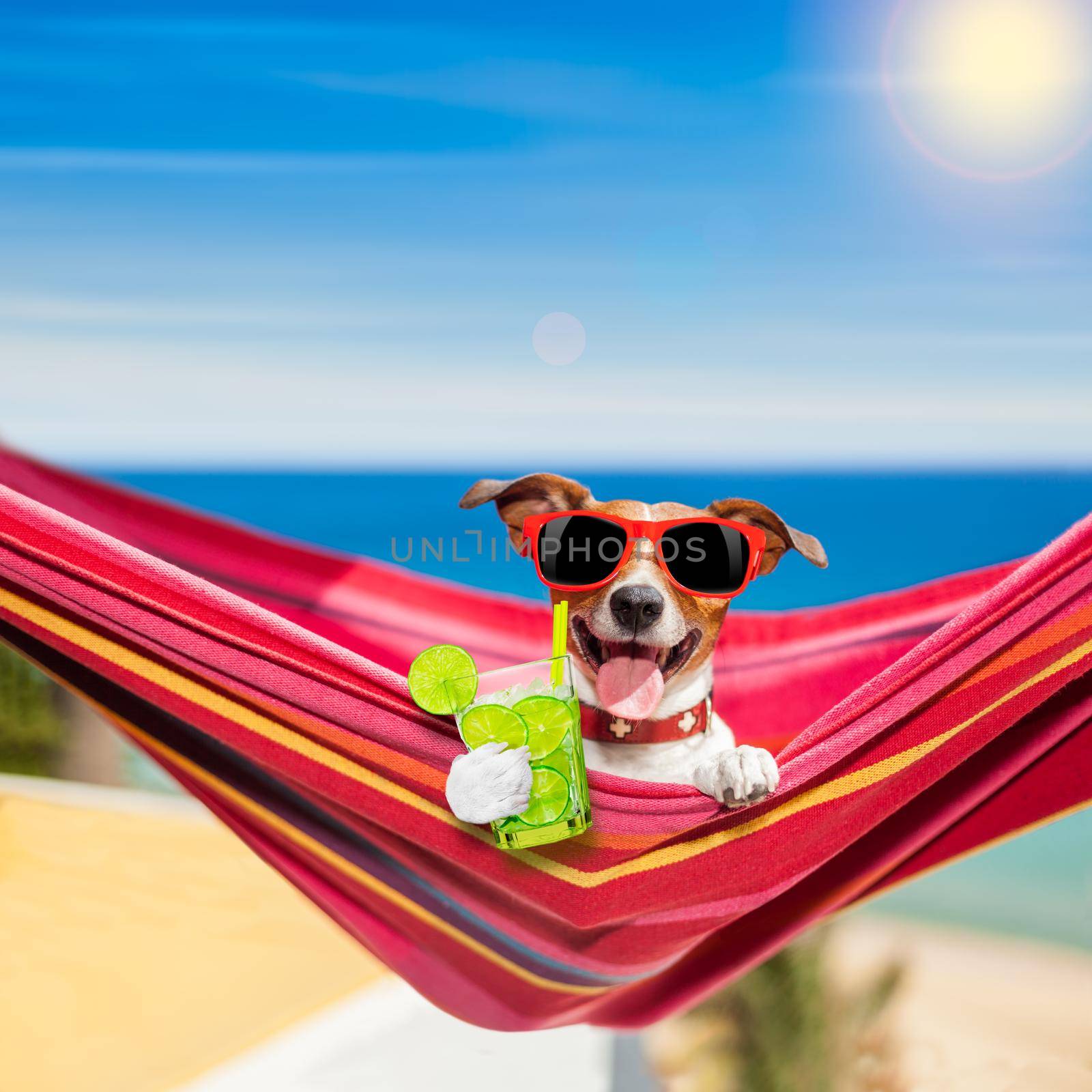 jack russell dog relaxing on a fancy red  hammock  with caipirinha cocktail, on summer vacation holidays at the beach