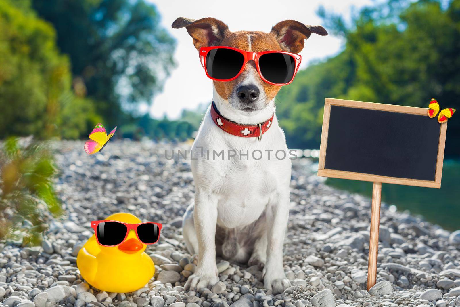 jack russell dog on summer vacation holidays at the river, rubber duck and placard or blackboard included