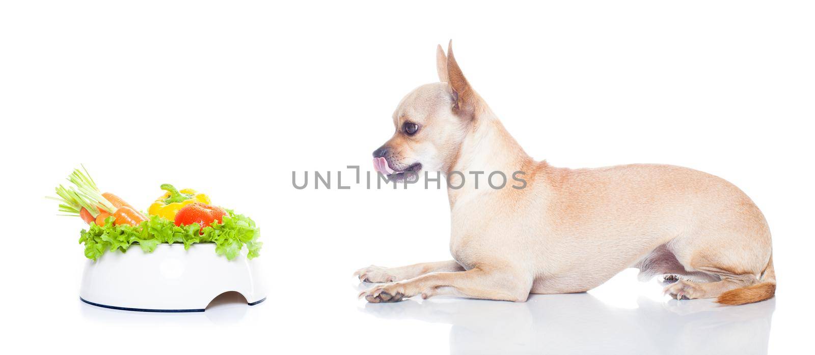 hungry dog with bowl  by Brosch