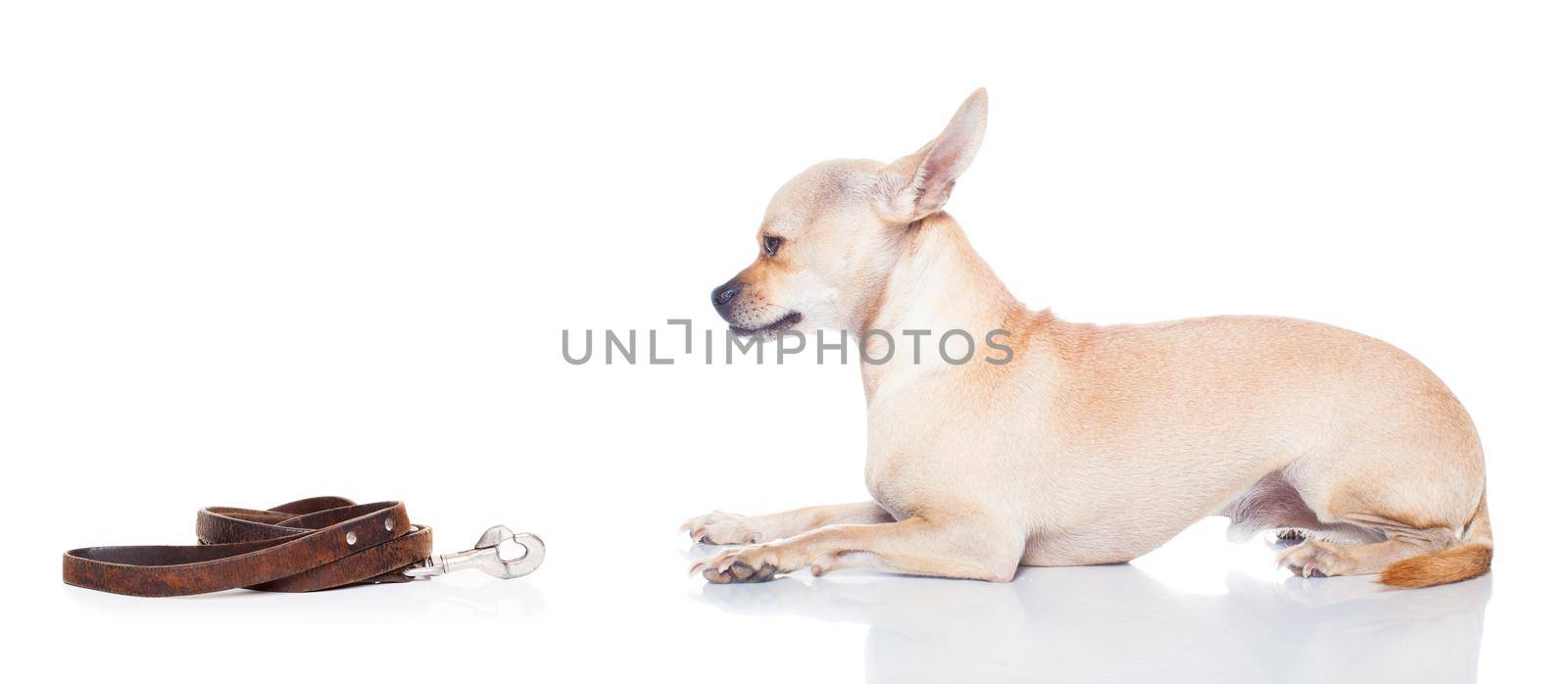 chihuahua dog waiting for a walk with owner, begging   , isolated on white background