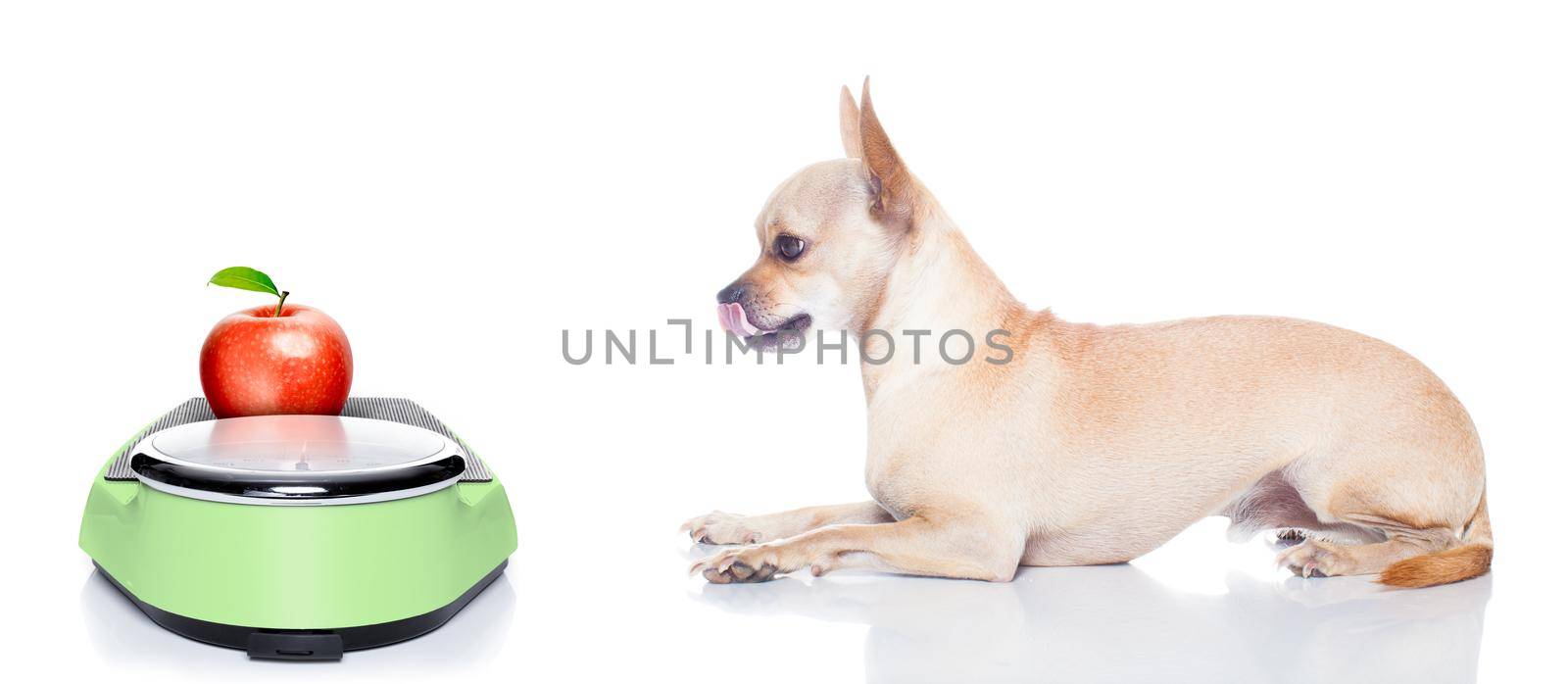 hungry chihuahua dog with apple on weight scale,  waiting and looking at it , isolated on white background