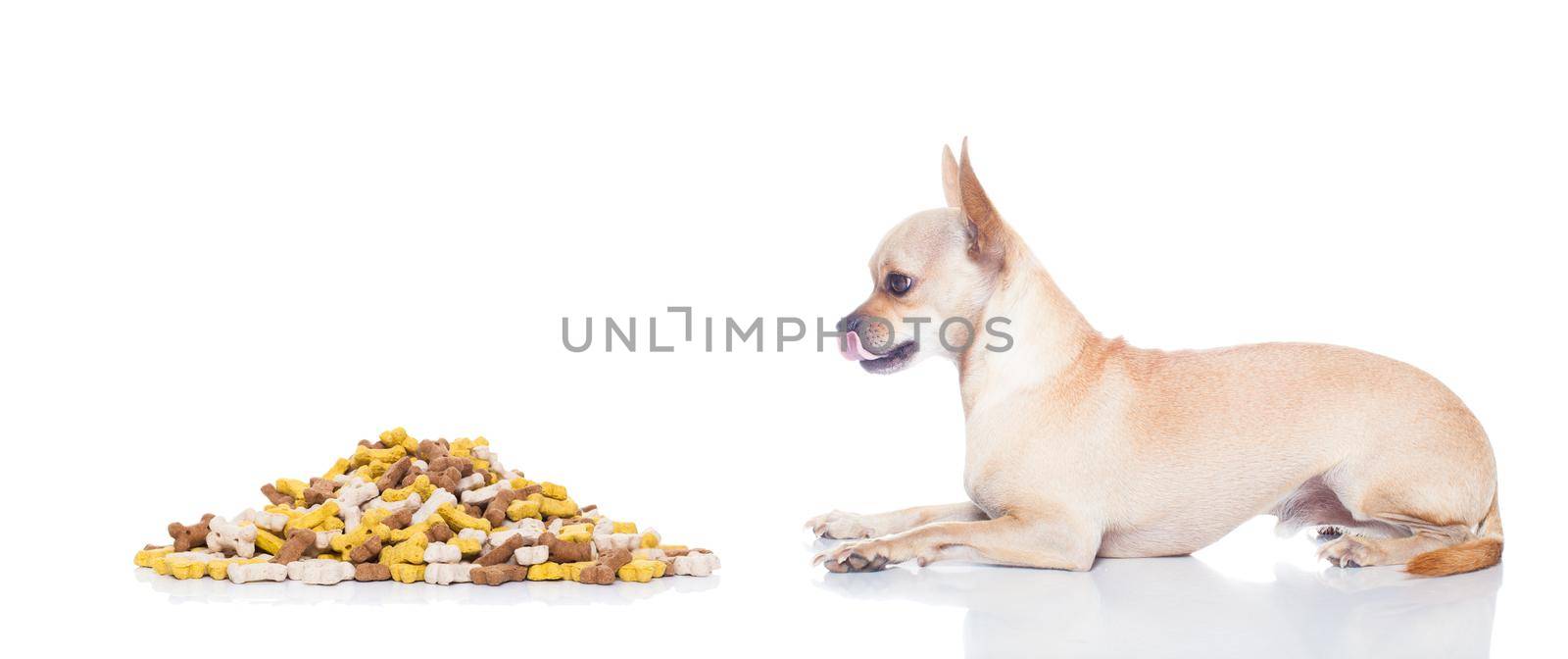 hungry chihuahua dog with mound of food , waiting and looking at it ,  isolated on white background