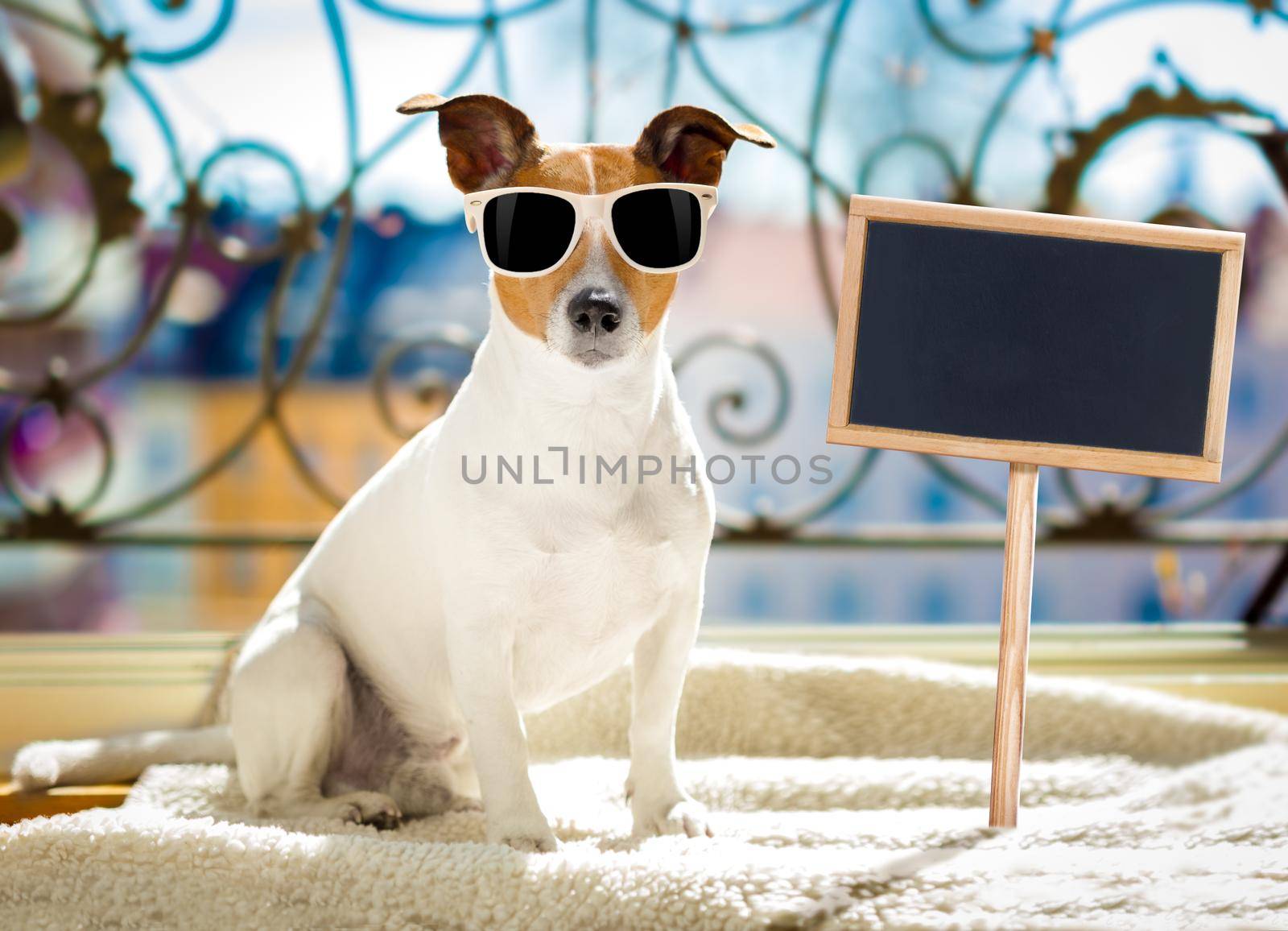 jack russell dog  with sunglasses at balcony  enjoying the sun and hot weather at summer vacation holidays with blank banner or placard