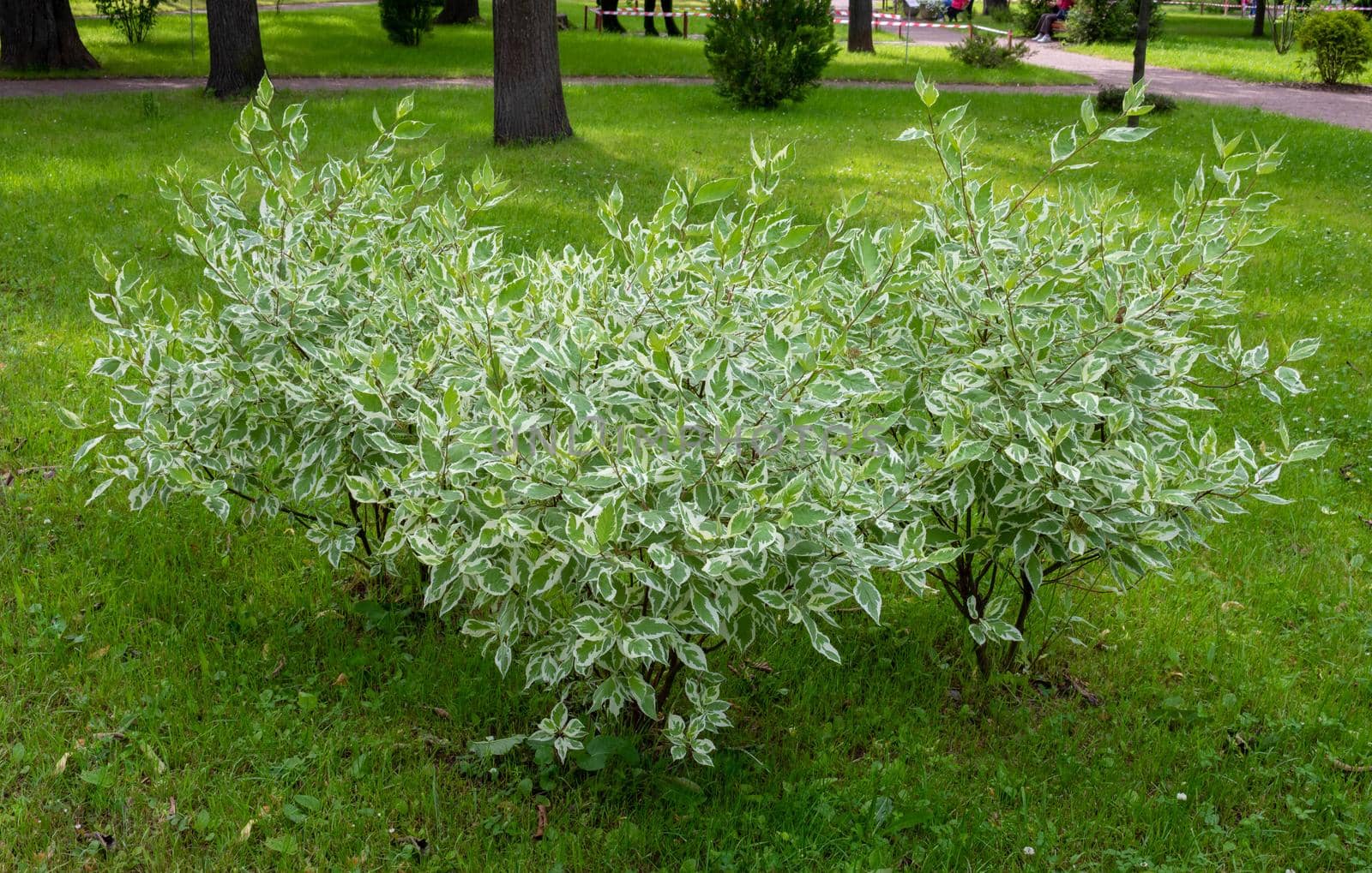 Ornamental shrub of the White Derena Elegantissima or Cornus alba. Soft and selective focus. Delicate natural colors.