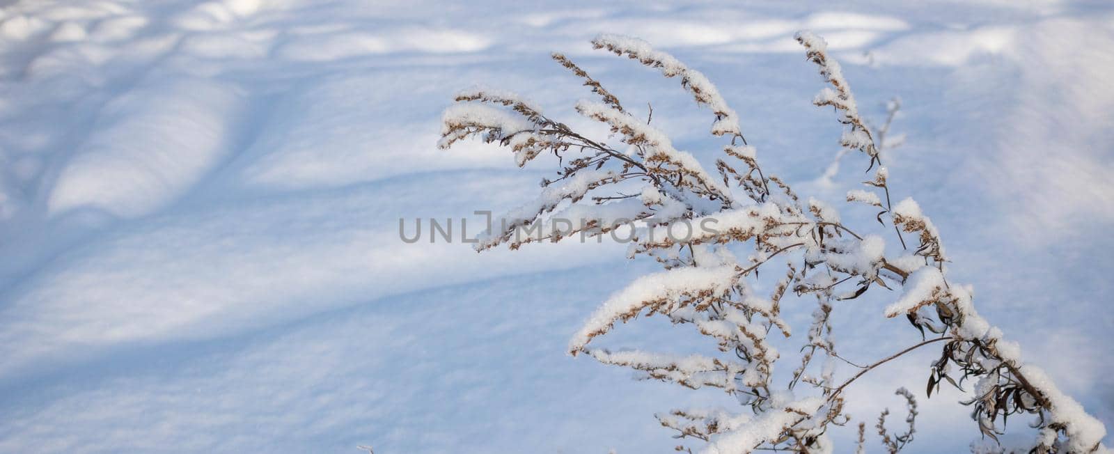 A dry branch of sagebrush in fluffy white snow after a snowfall.