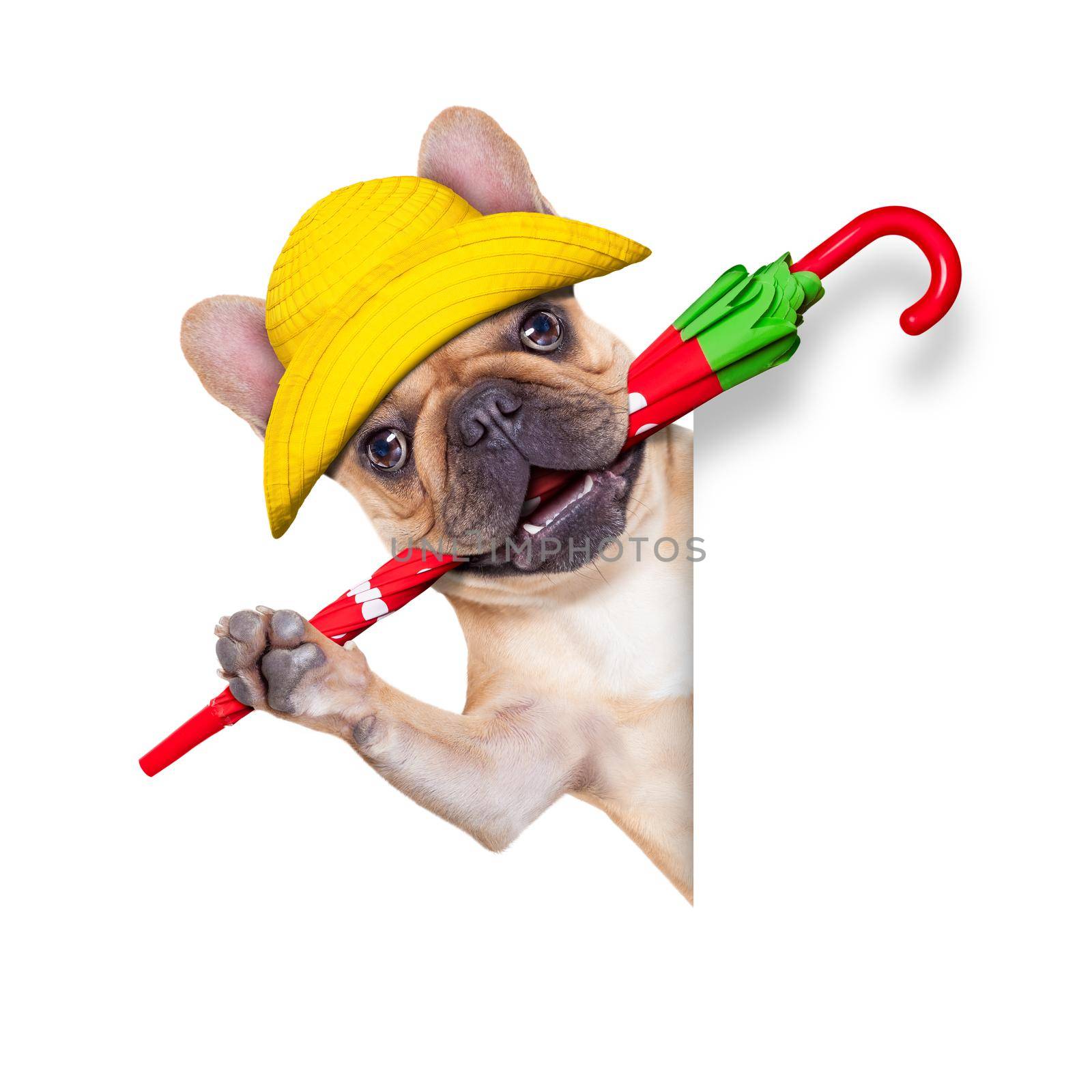fawn french bulldog sitting and waiting to go for a walk with owner , prepared for rain and dirt,wearing rain boots , holding umbrella with mouth,  isolated on white background