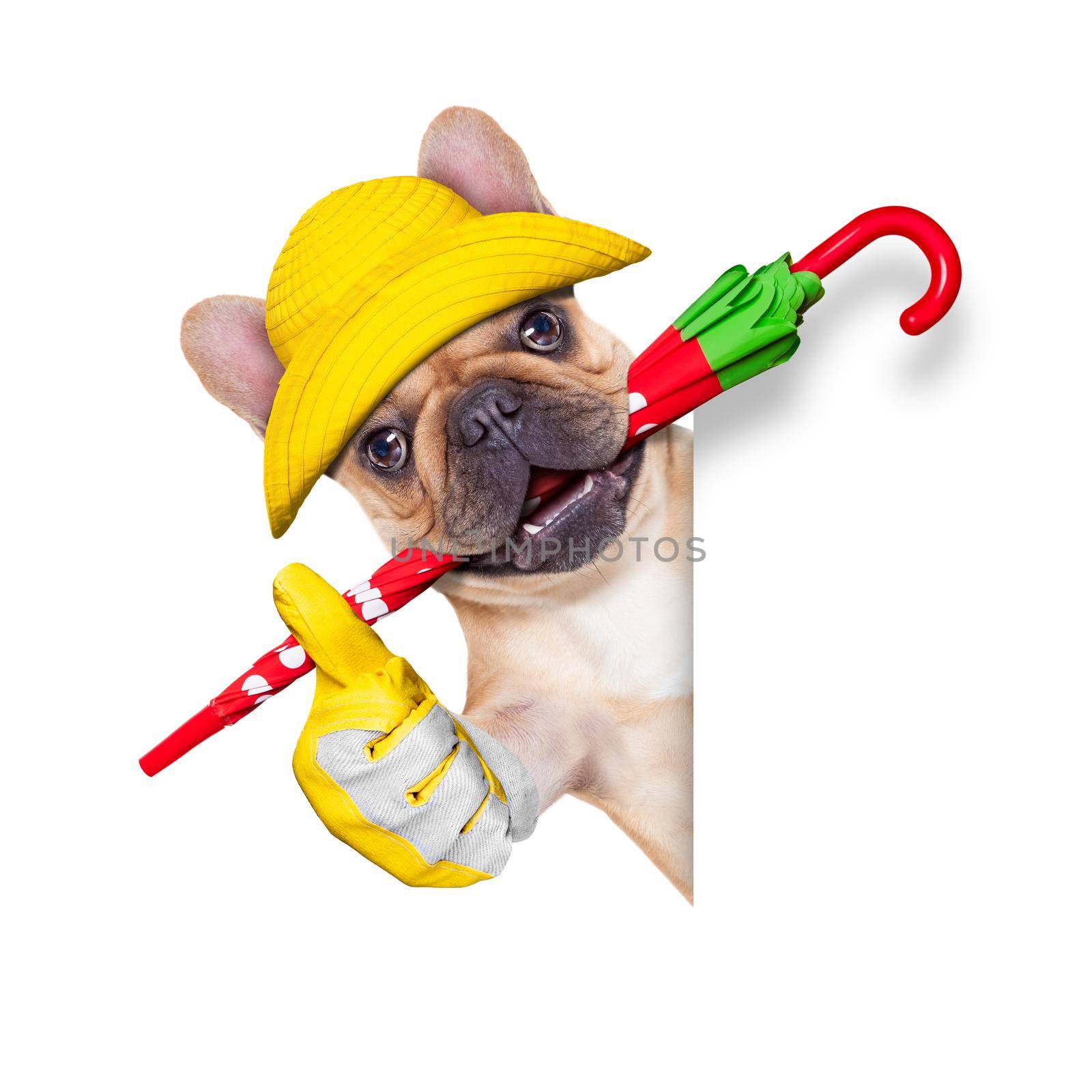 fawn french bulldog sitting and waiting to go for a walk with owner , prepared for rain and dirt,wearing rain boots , holding umbrella with mouth,  isolated on white background