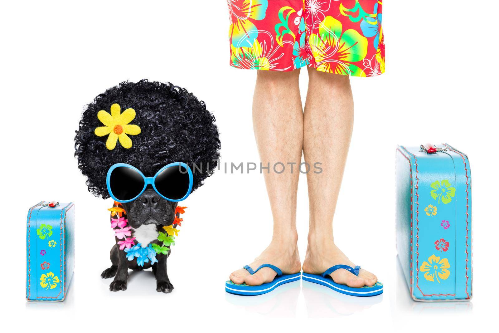 french bulldog dog and owner ready to go on summer holidays vacation with luggage and bags , isolated on white background