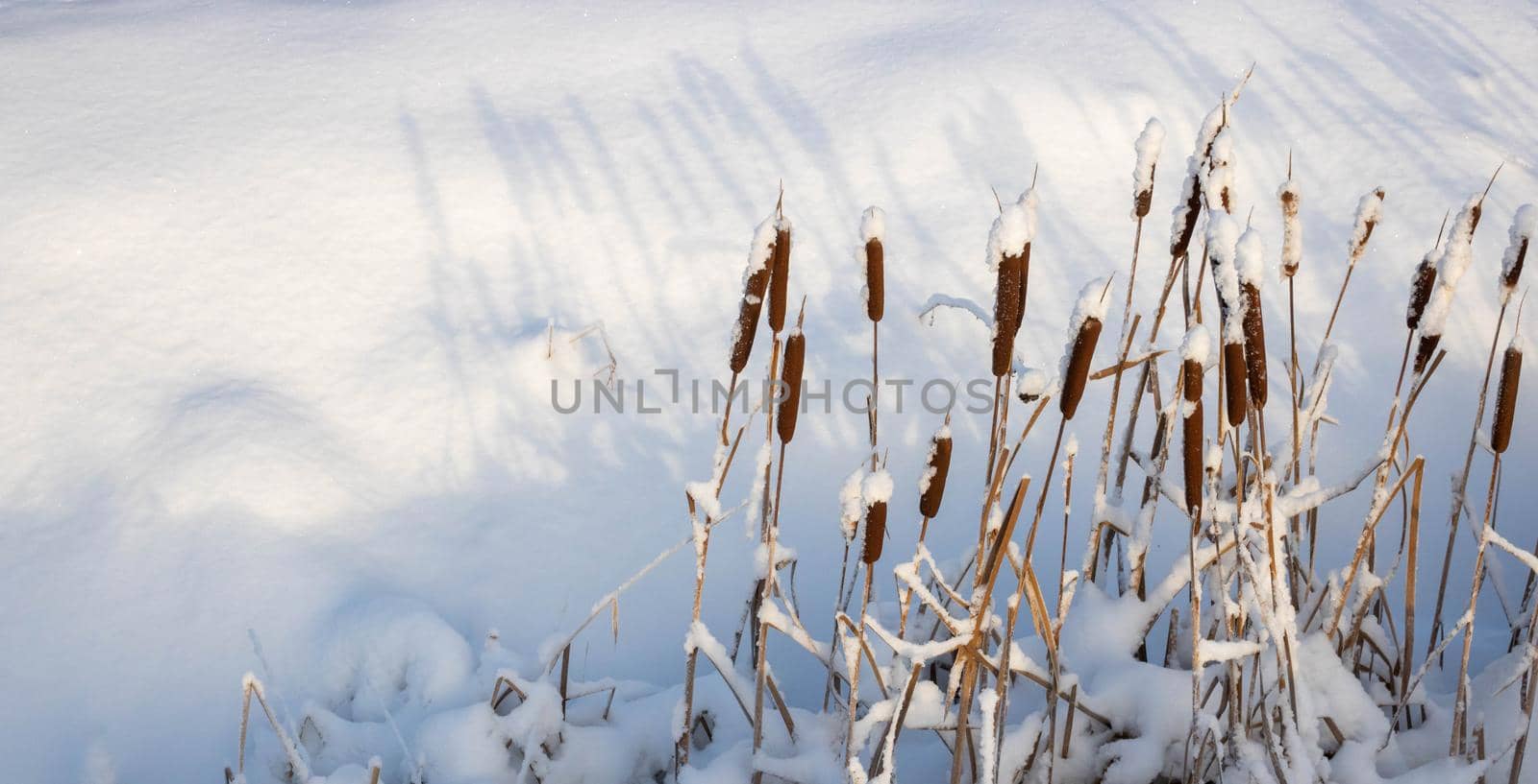 Winter cattail on a snow-covered white background. Space for text.