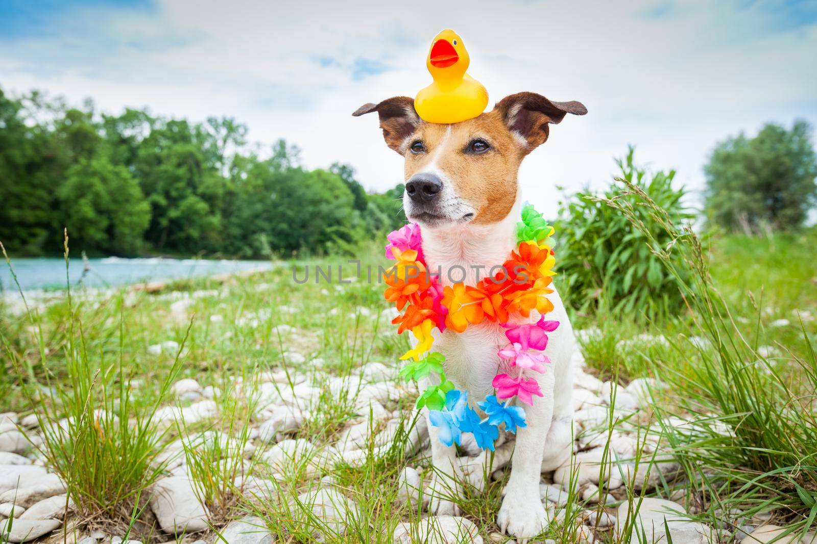 jack russell dog relaxing and resting on summer vacation holidays with flower chain and plastik rubber duck on the head, at the river shore