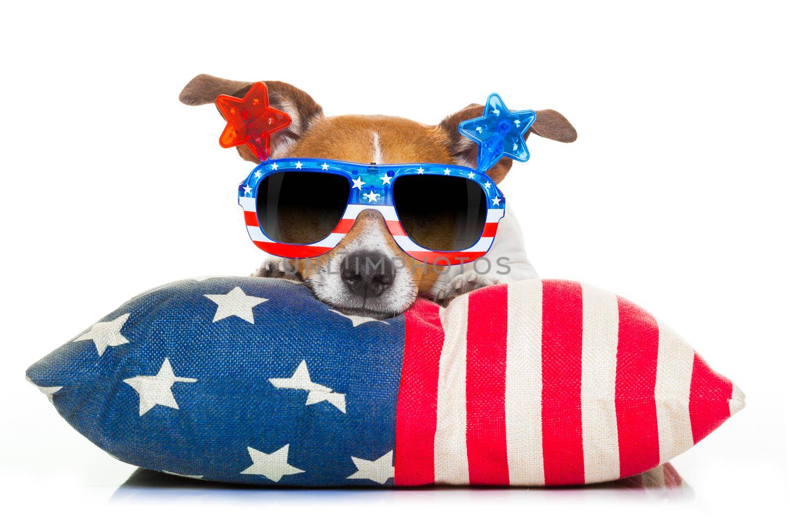 fourth of july independence day dog by Brosch