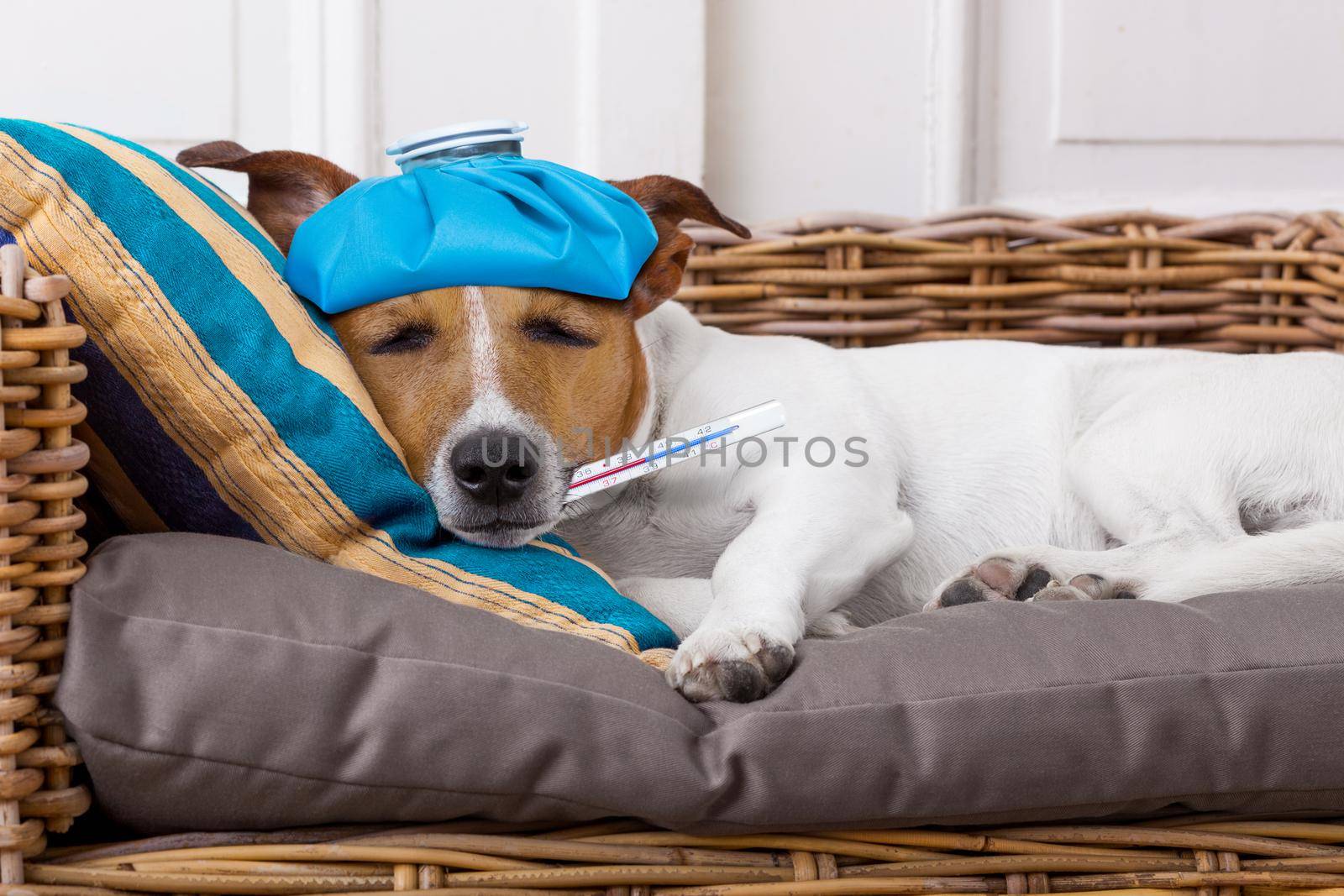sick ill dog with fever by Brosch