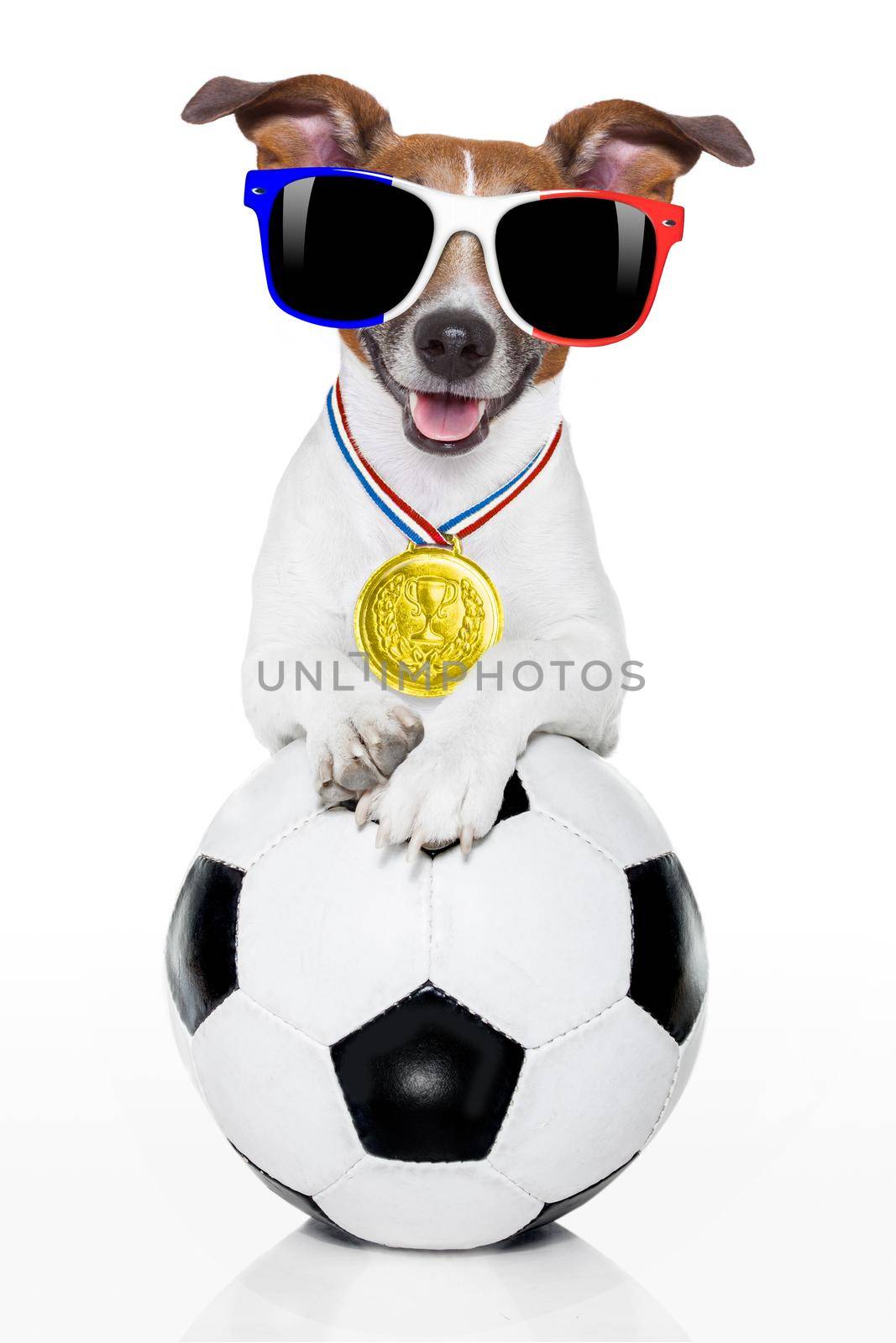 soccer football dog with ball by Brosch