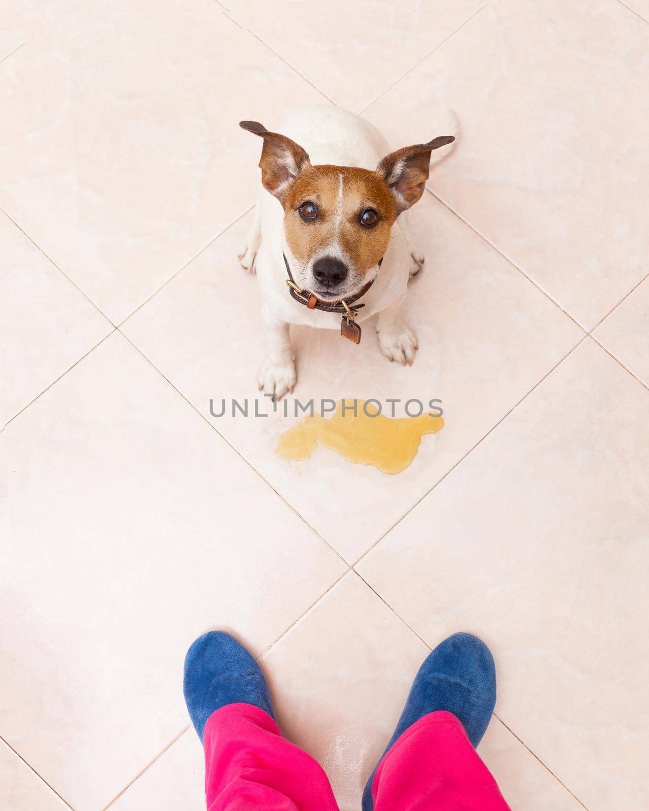 jack russell dog being punished for urinate or pee  at home by his owner, isolated on the floor