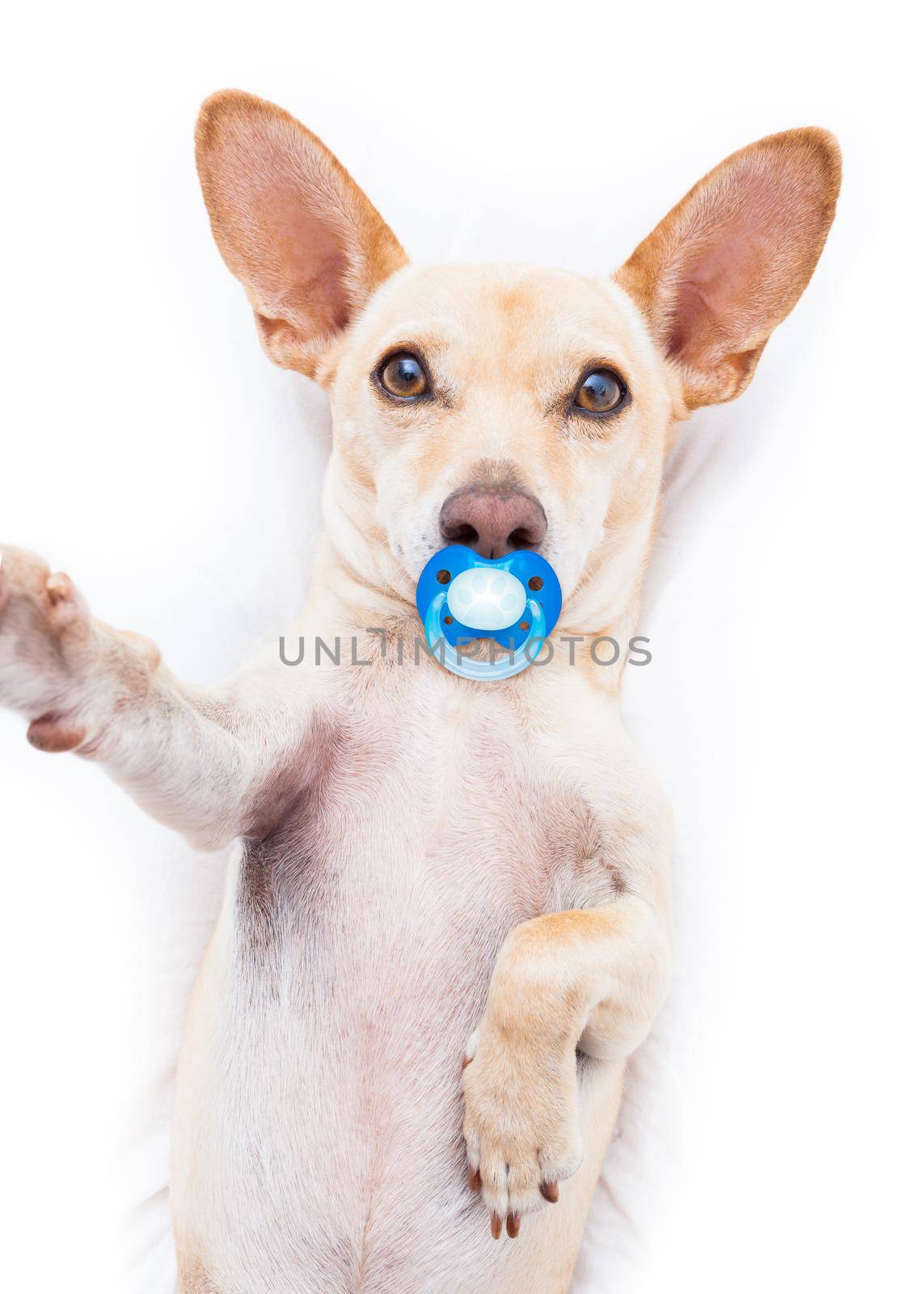 chihuahua terrier dog resting  upside down on his bed taking a selfie with smartphone,  tired and sleepy or sick and ill with pacifier