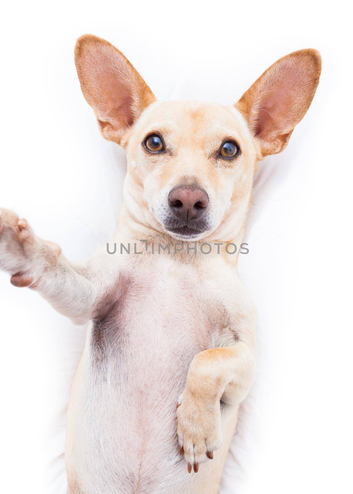 chihuahua terrier dog resting  upside down on his bed taking a selfie with smartphone,  tired and sleepy or sick and ill