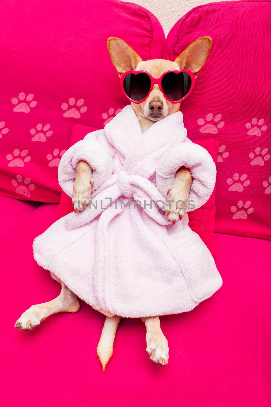 chihuahua dog relaxing  and lying, in   spa wellness center ,wearing a  bathrobe and funny sunglasses