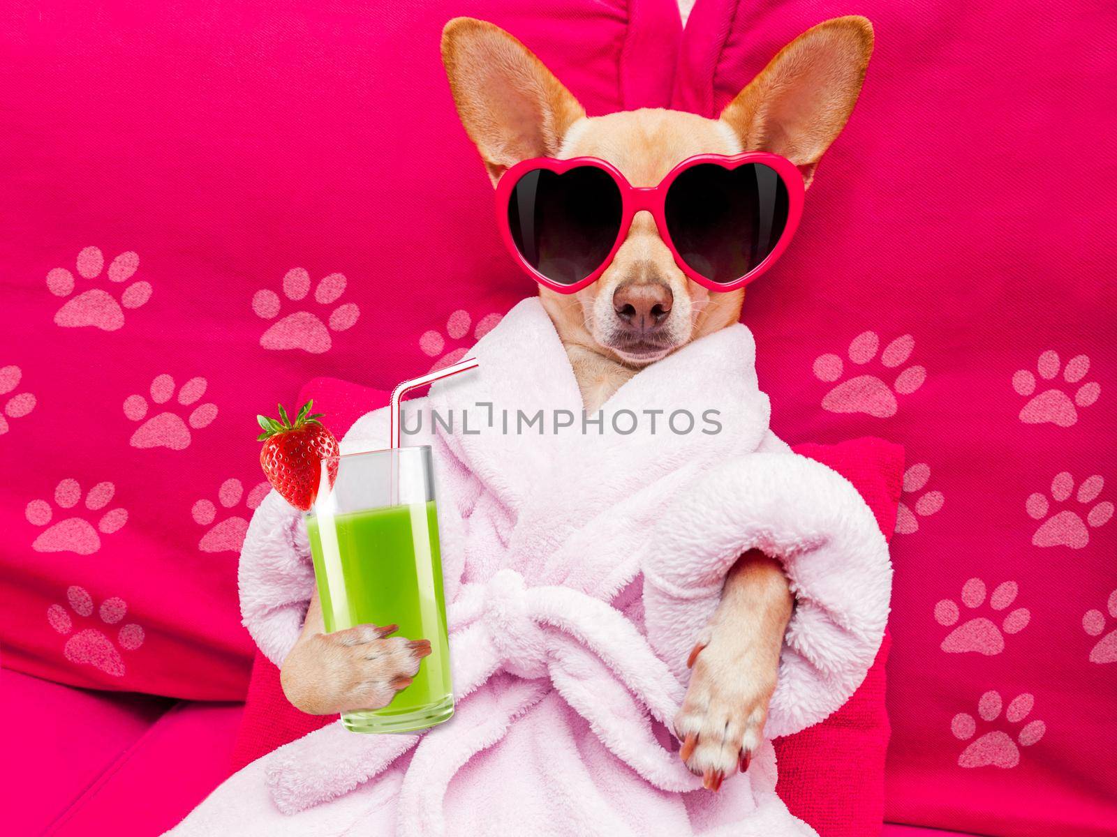 chihuahua dog relaxing  and lying, in   spa wellness center ,wearing a  bathrobe and funny sunglasses drinking a  green smoothie cocktail