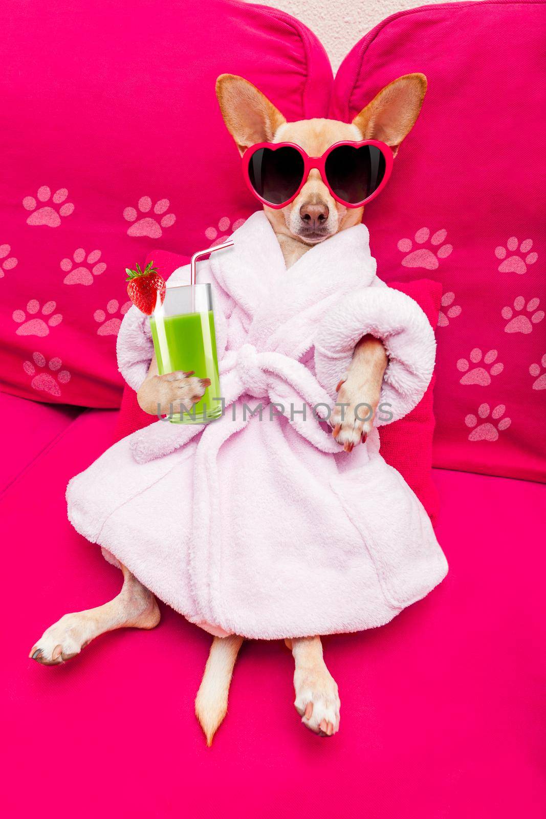 chihuahua dog relaxing  and lying, in   spa wellness center ,wearing a  bathrobe and funny sunglasses drinking a  green smoothie cocktail