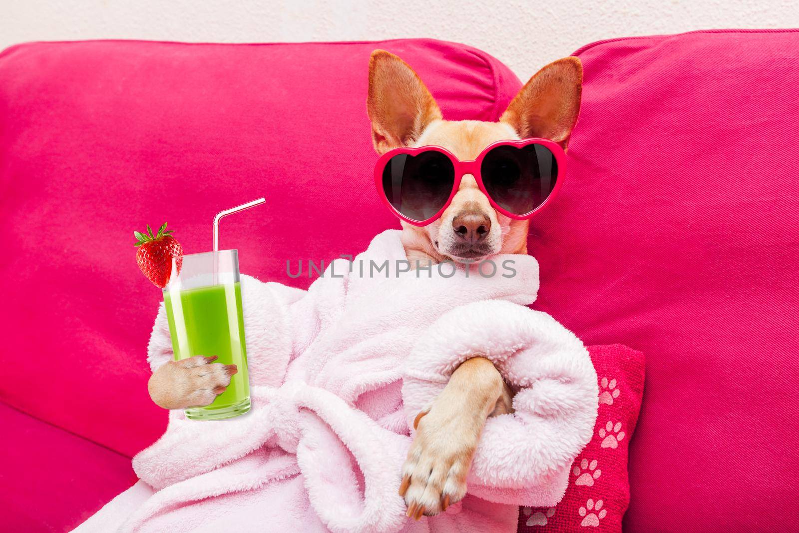 chihuahua dog relaxing  and lying, in   spa wellness center ,wearing a  bathrobe and funny sunglasses drinking a smoothie cocktail
