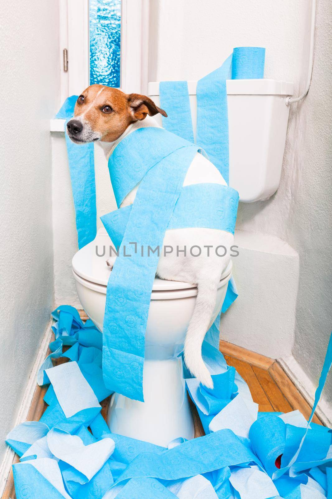 jack russell terrier, sitting on a toilet seat with digestion problems or constipation looking very sad and toilet paper rolls everywhere