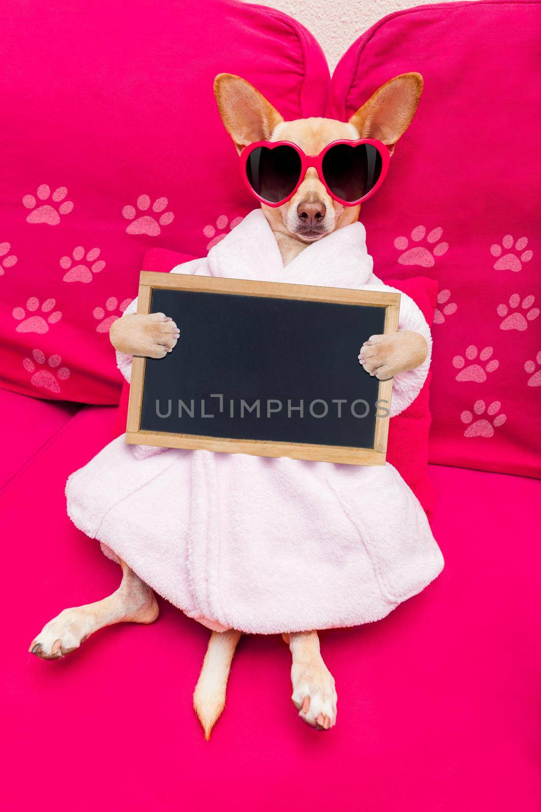 chihuahua dog relaxing  and lying, in   spa wellness center ,wearing a  bathrobe and funny sunglasses with banner blackboard placard