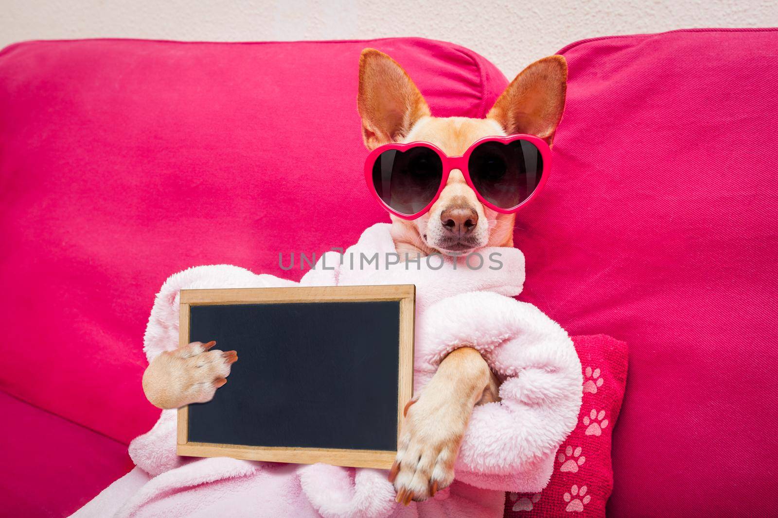 chihuahua dog relaxing  and lying, in   spa wellness center ,wearing a  bathrobe and funny sunglasses with banner blackboard placard