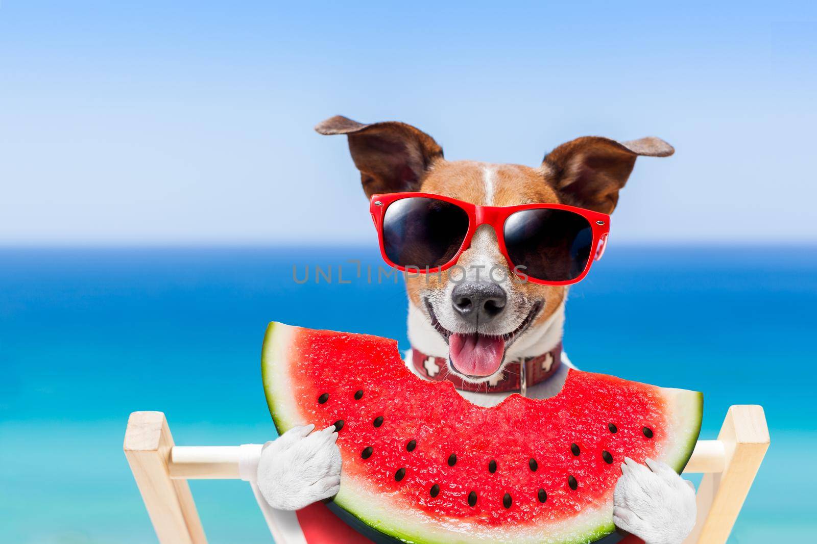 jack russell dog  on hammock at the beach relaxing  on summer vacation holidays,  eating a fresh juicy watermelon