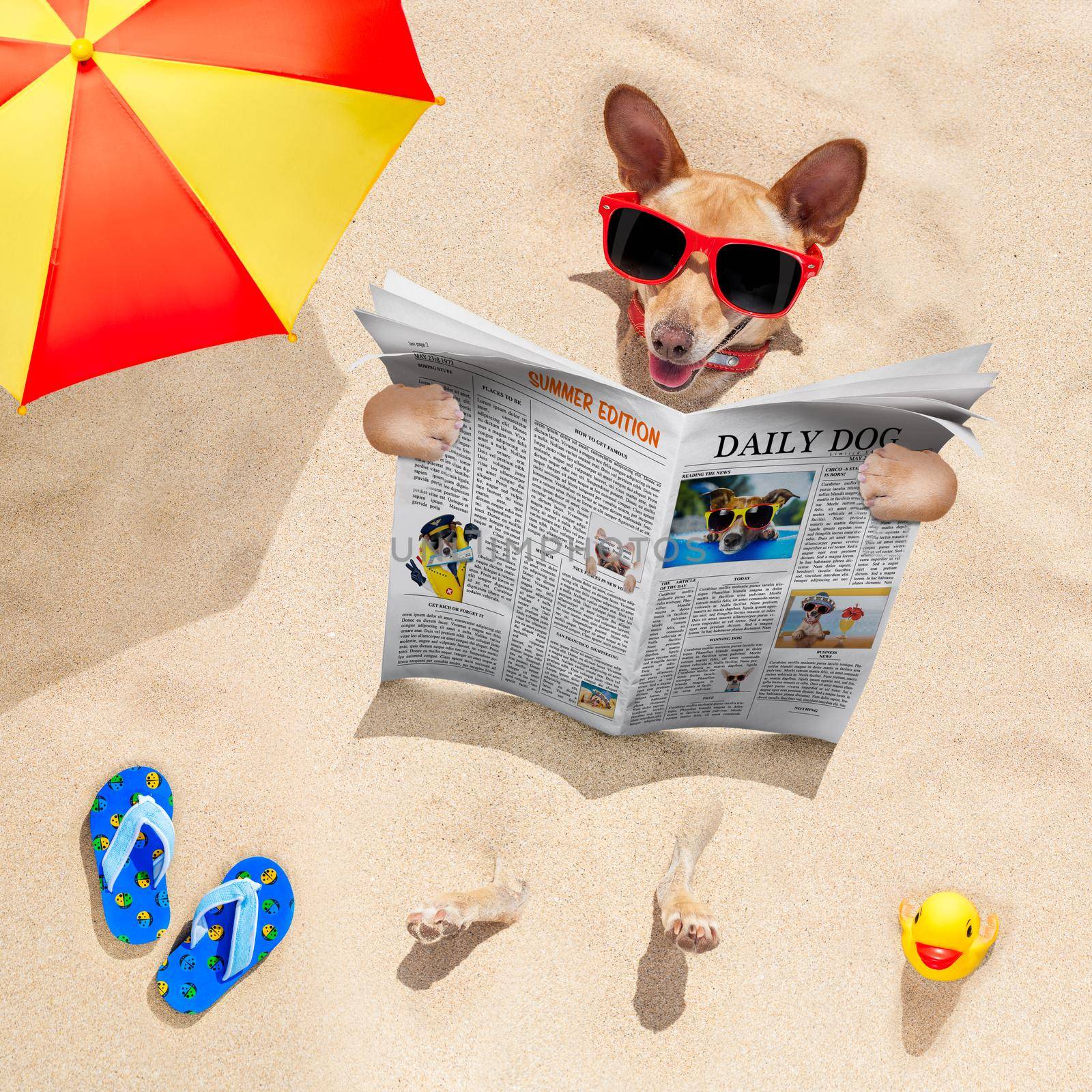 chihuahua   dog  buried in the sand at the beach on summer vacation holidays ,  wearing red sunglasses, reading a newspaper or magazine