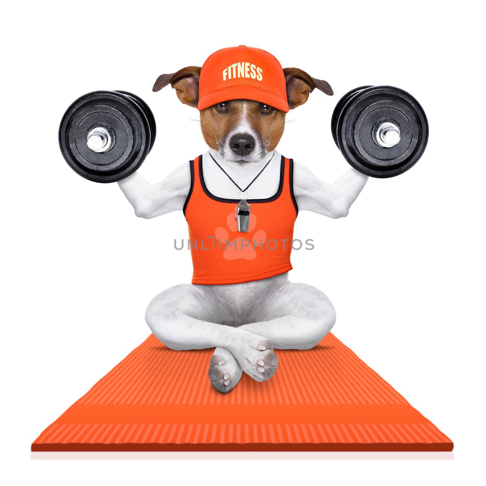 fitness jack russell dog lifting a heavy big dumbbell, as personal trainer ,on a sport mat,  isolated on white background
