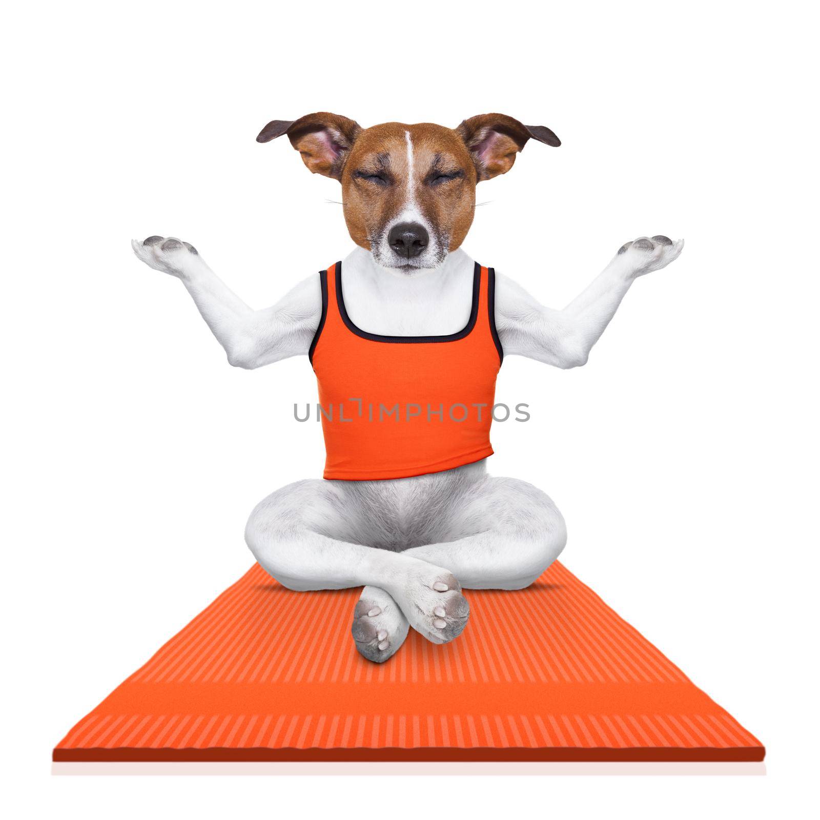 personal yoga trainer dog by Brosch