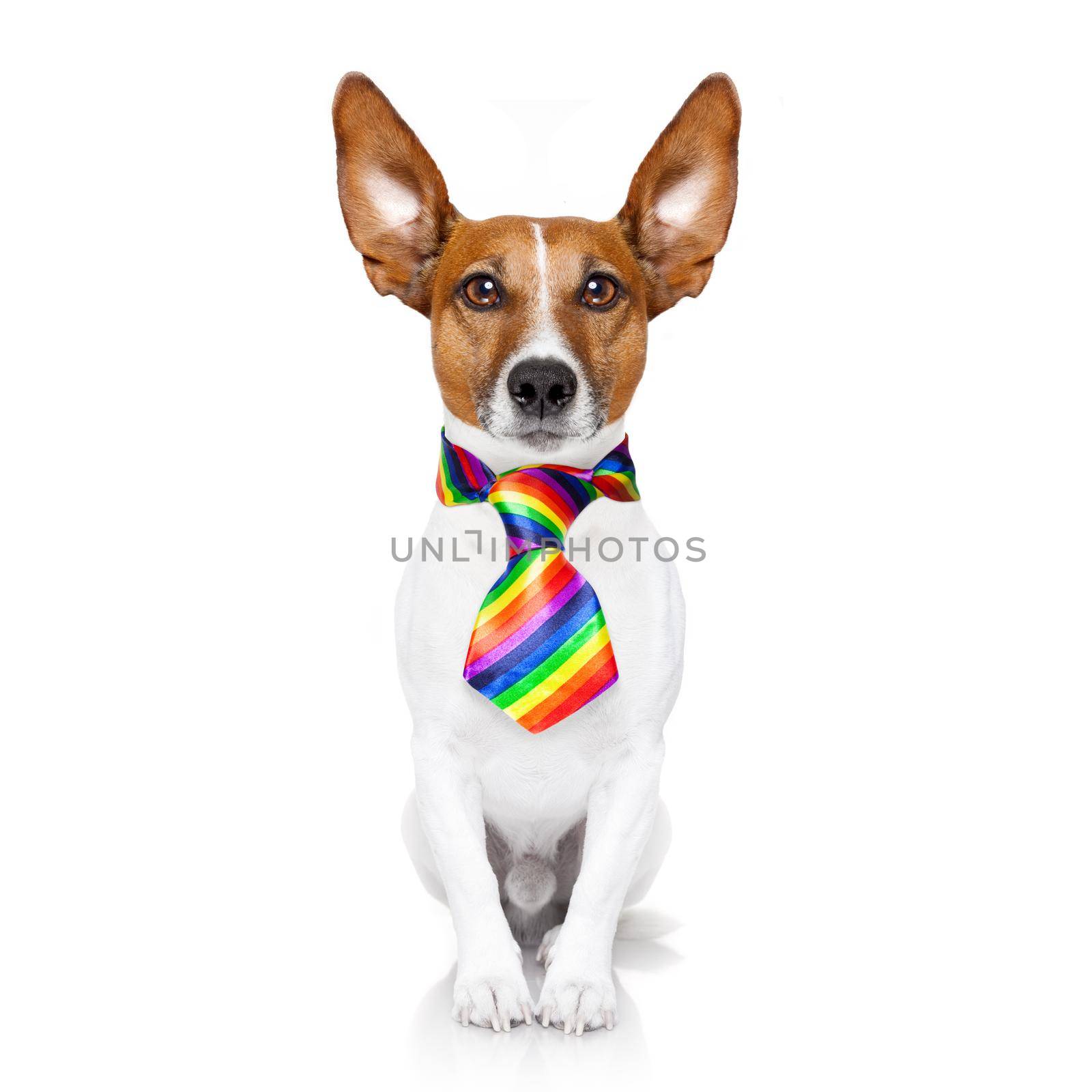 gay pride dog  by Brosch