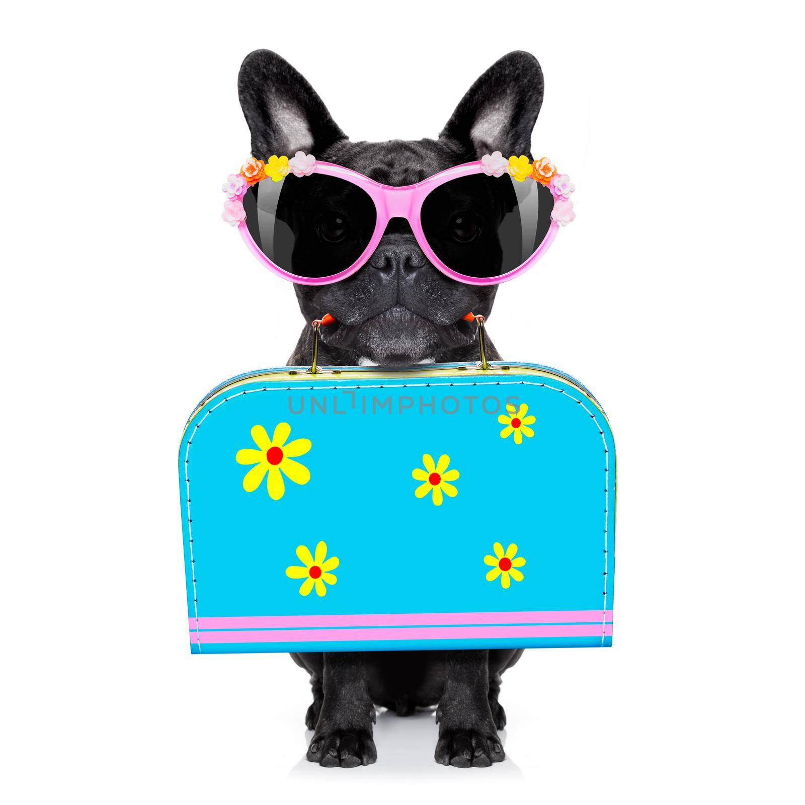 dog on summer  holiday vacation by Brosch