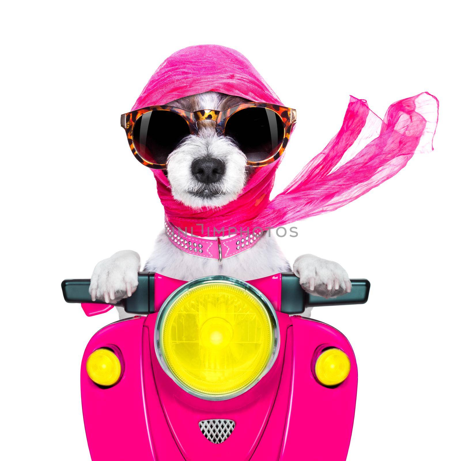 motorcycle  diva dog on summer by Brosch