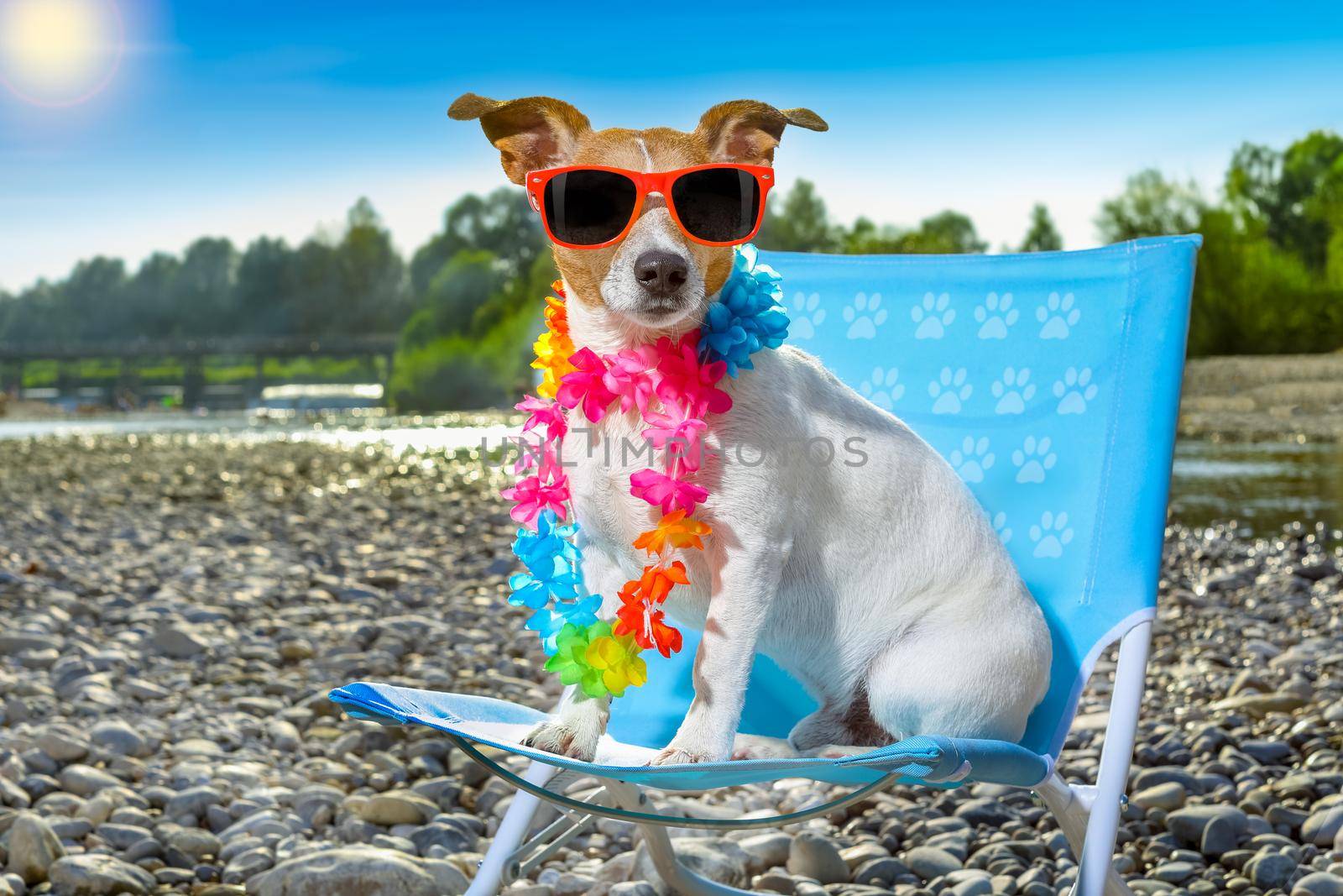 jack russell dog on a  beach chair or hammock at the beach relaxing  on summer vacation holidays, ocean or river  shore as background