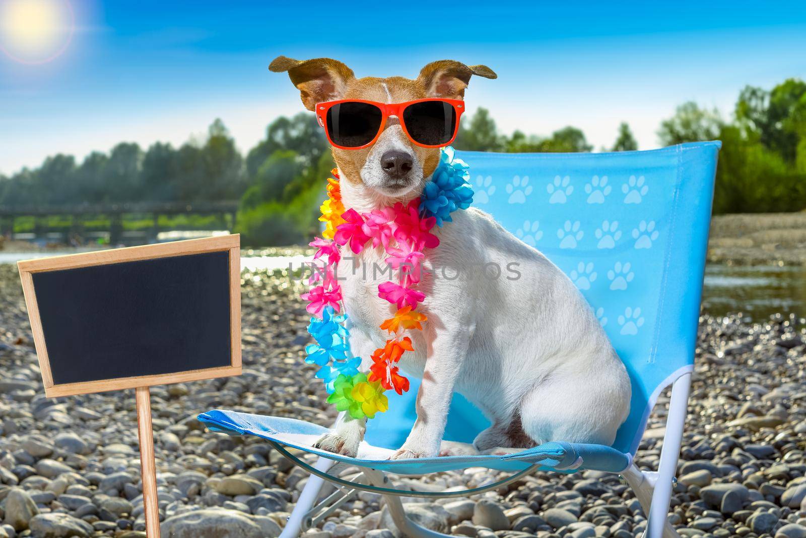 jack russell dog on a  beach chair or hammock at the beach relaxing  on summer vacation holidays, ocean or river  shore as background , banner and placard to the side