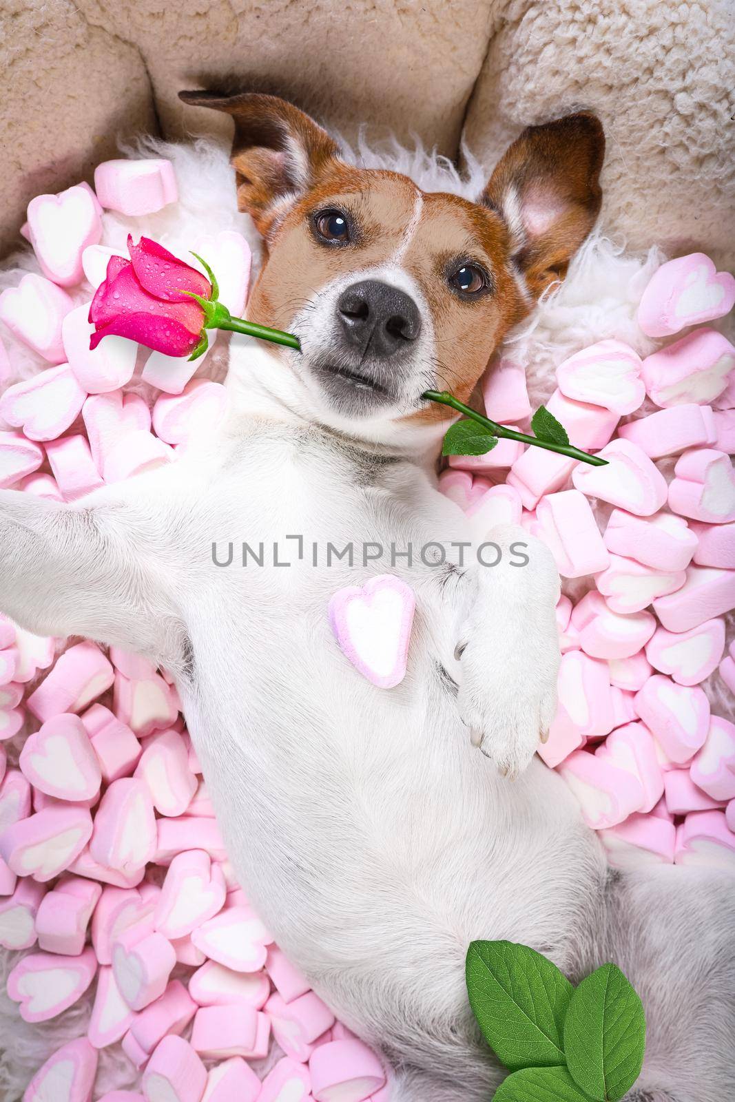 Jack russell  dog looking and staring at you   ,while lying on bed with valentines rose in mouth, taking a selfie , in love, marshmallows as a background