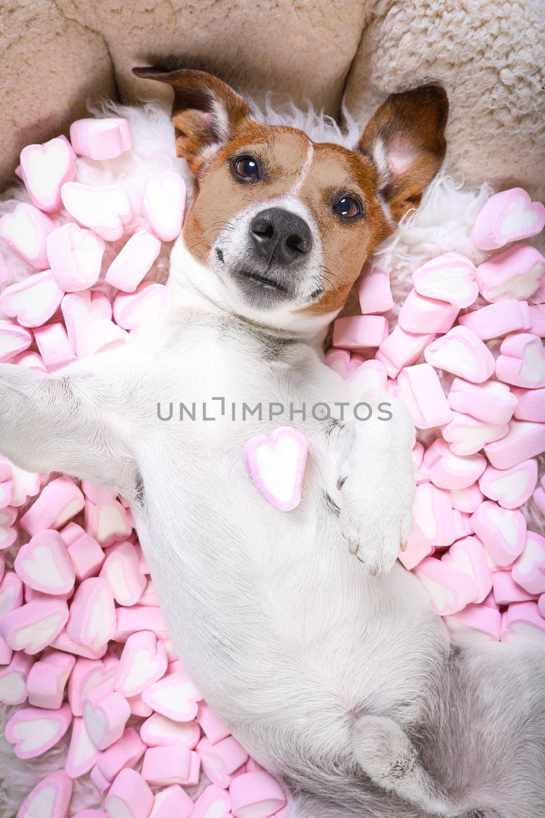 Jack russell  dog looking and staring at you   ,while lying on bed  taking a selfie , in love, marshmallows as a background