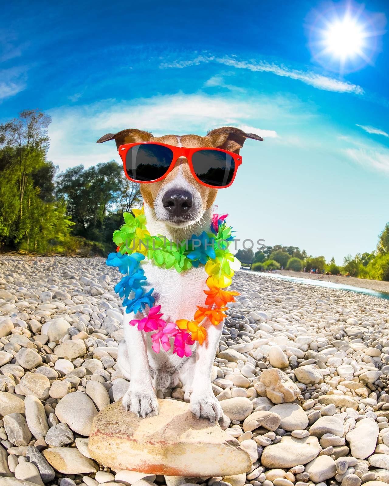 dog summer holidays by Brosch