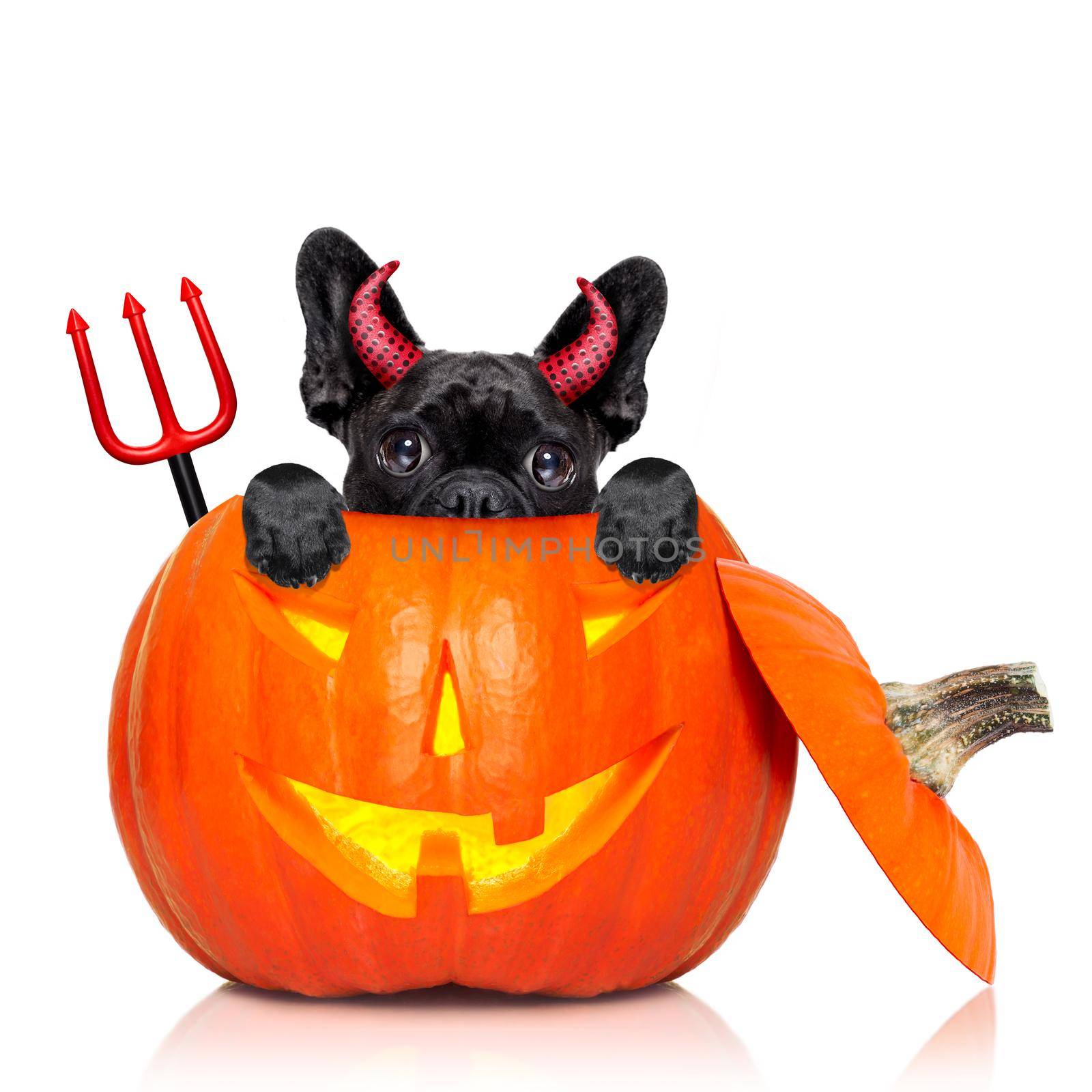 halloween devil french bulldog dog inside pumpkin, scared and frightened, isolated on white background