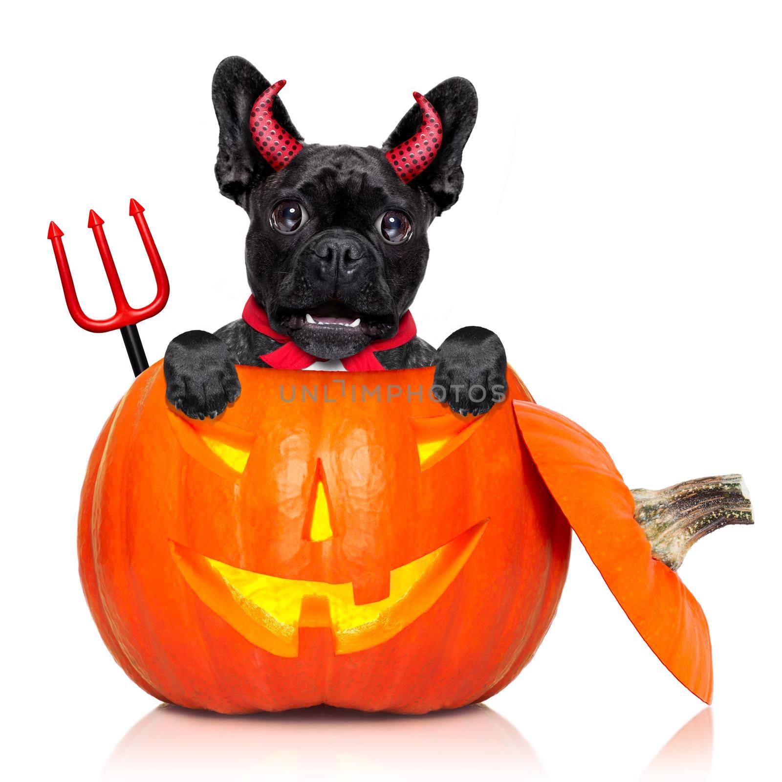 halloween devil french bulldog dog inside pumpkin, scared and frightened, isolated on white background