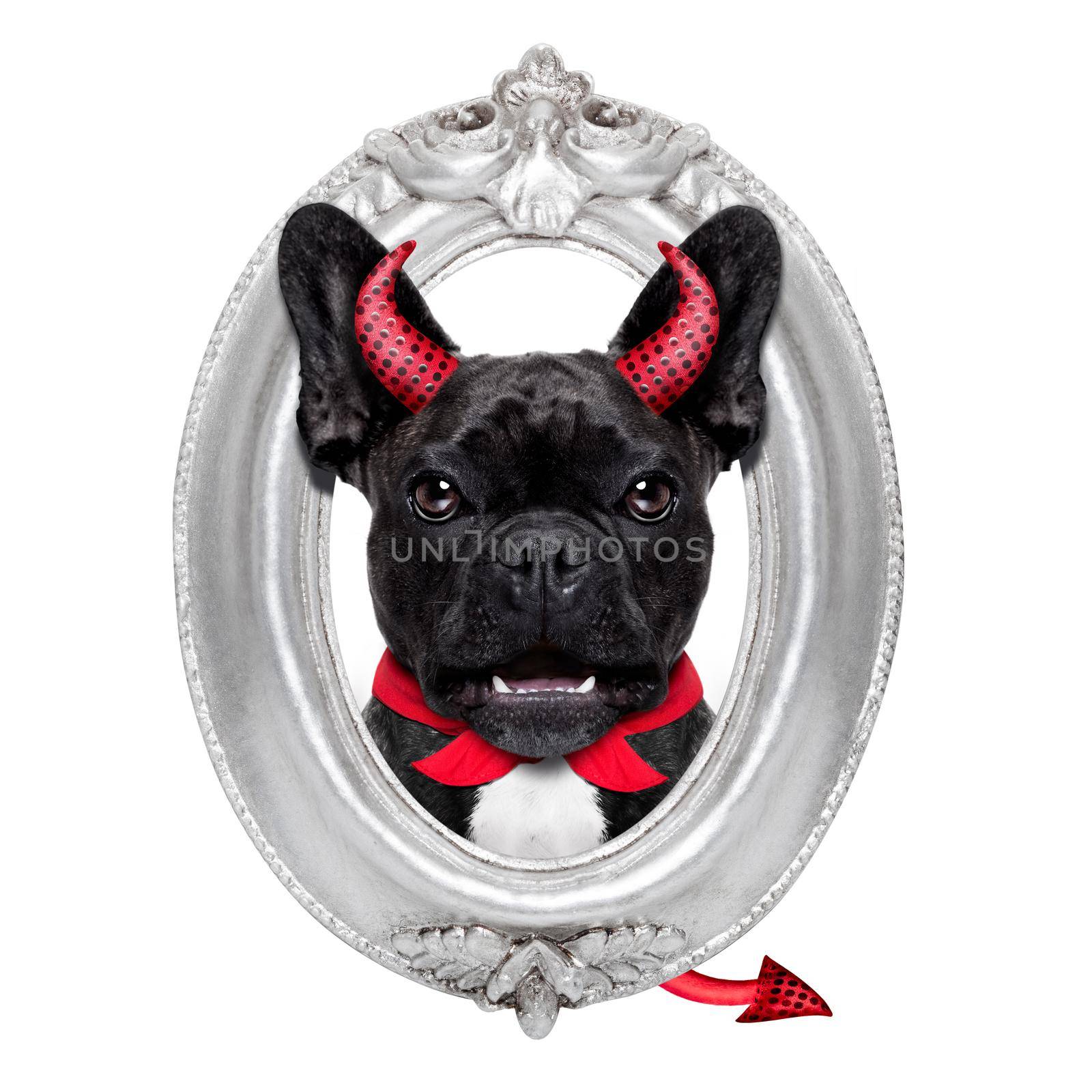halloween devil french bulldog dog  inside a grey silver frame on the wall, isolated on white background