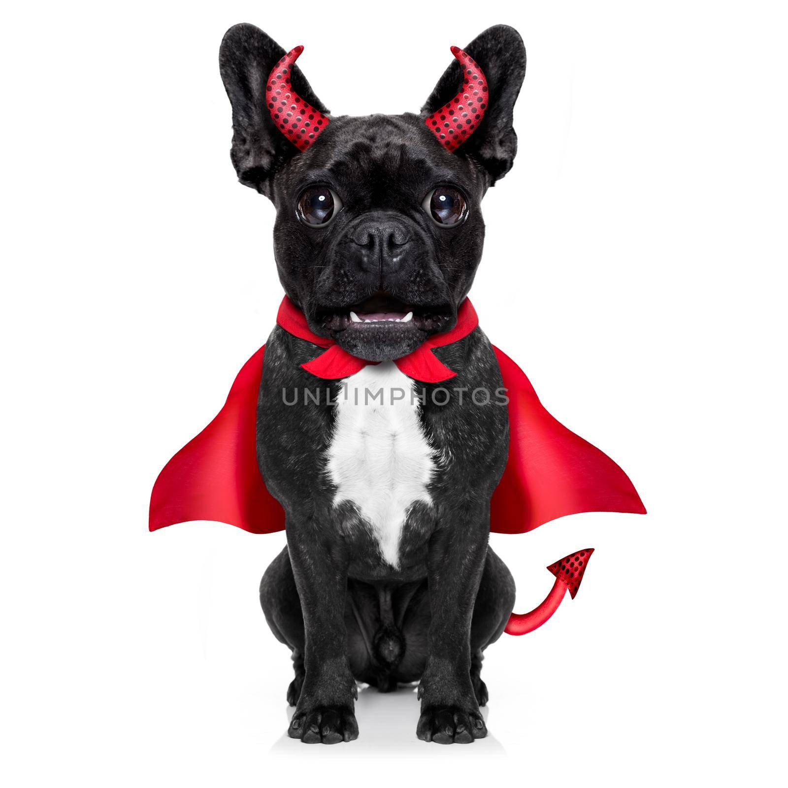 halloween  witch french bulldog  dog  dressed as a bad devil with red cape , isolated on white background