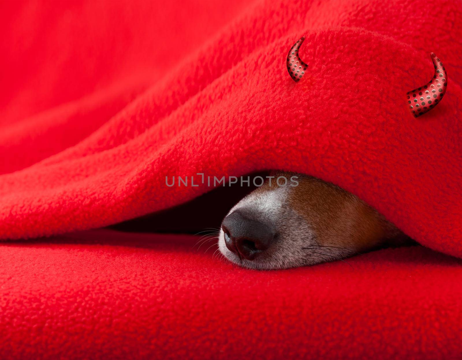 jack russell devil dog  with halloween horns  sleeping under the blanket in bed the  bedroom, ill ,sick or tired,  red sheet covering its face