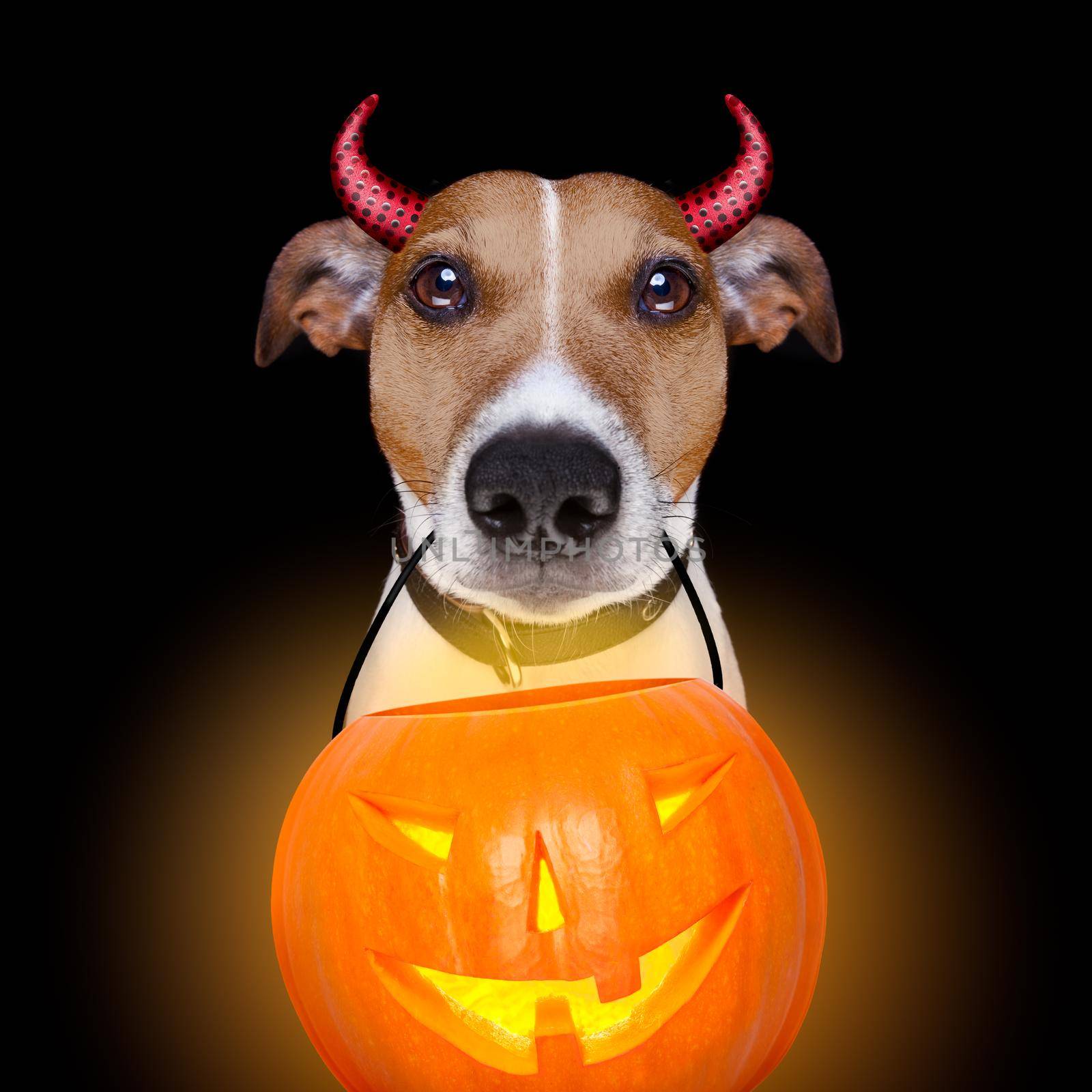 halloween pumpkin devil dog isolated on black by Brosch
