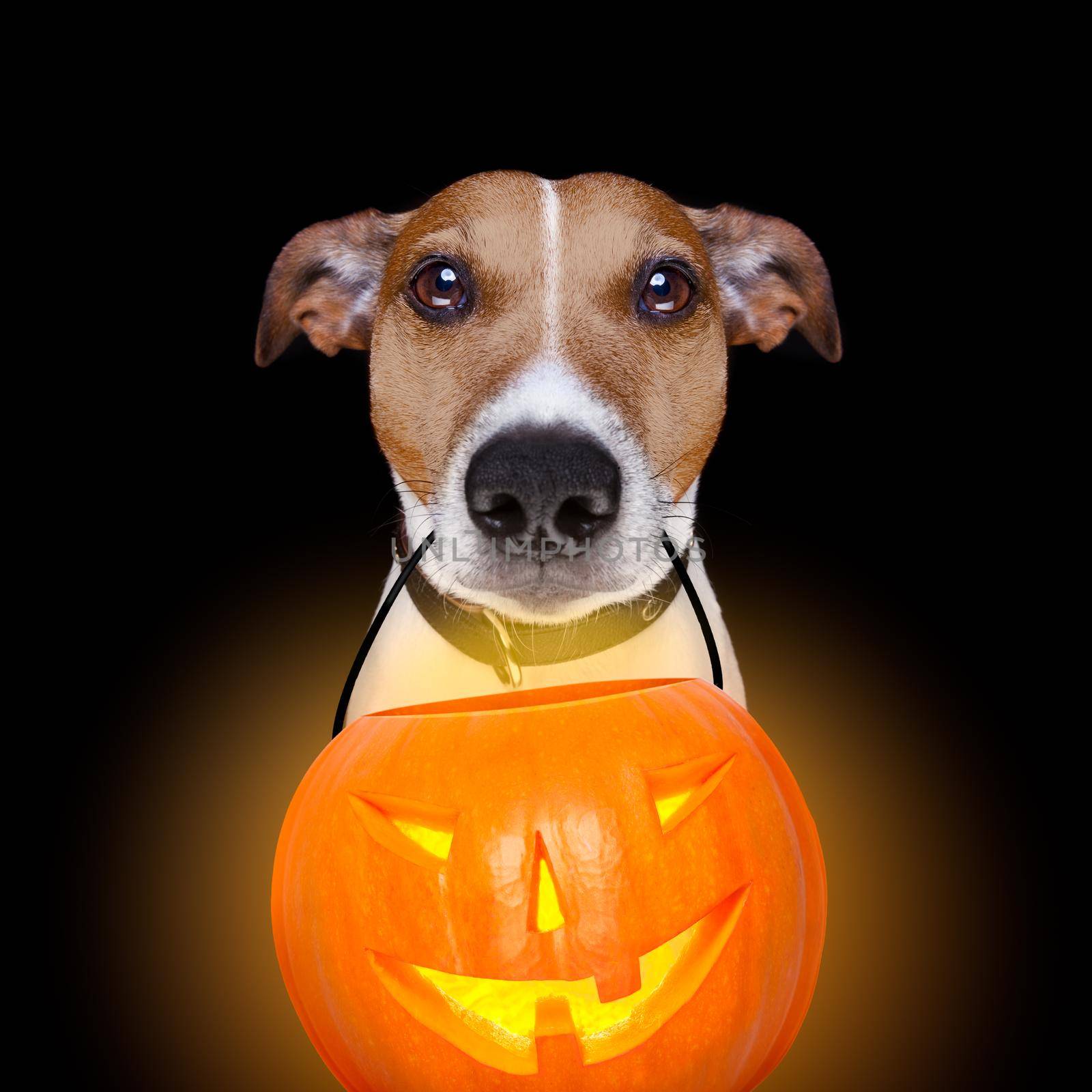halloween pumpkin dog isolated on black by Brosch