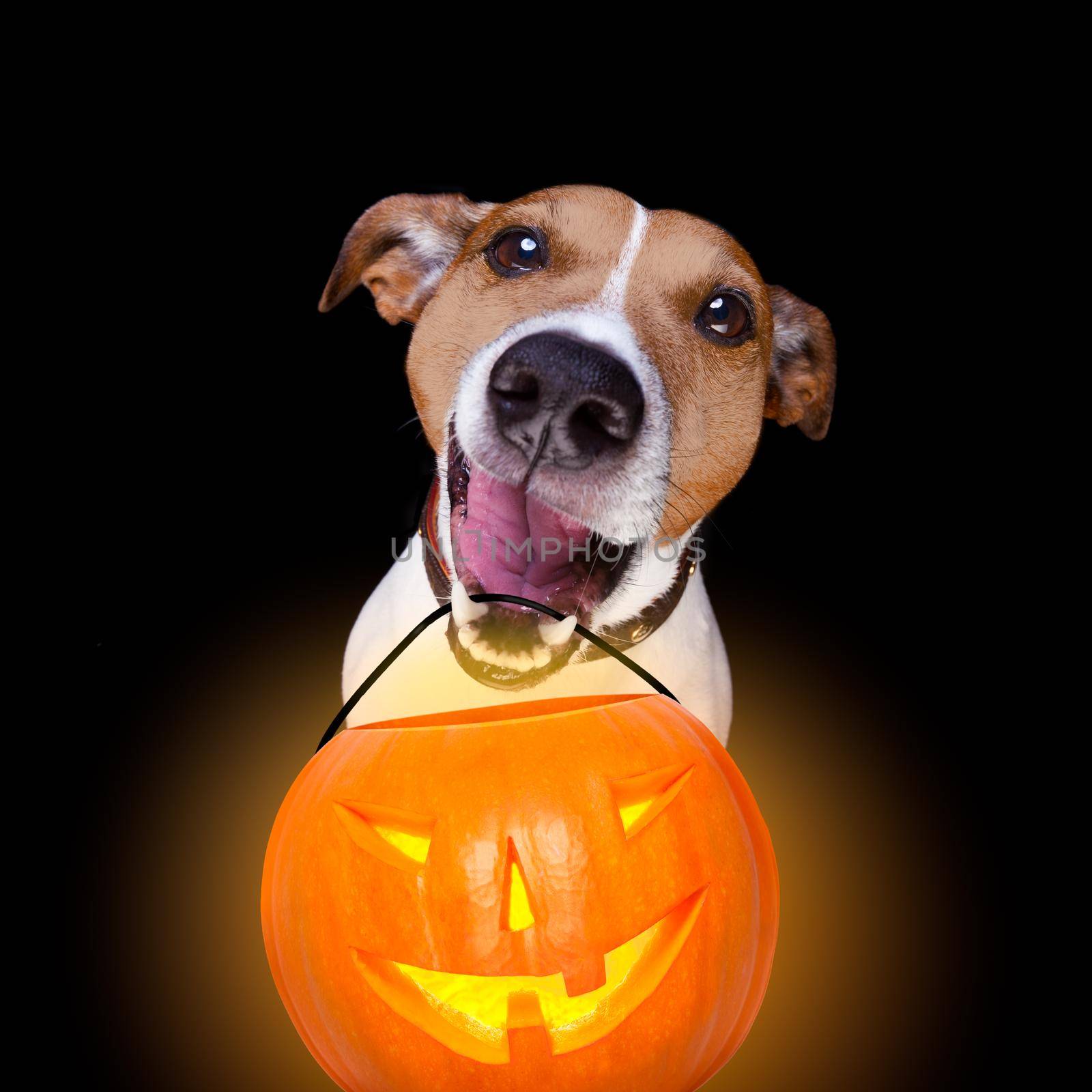 jack russell terrier dog isolated on black background looking at you  with open smacking mouth holding a pumpkin lantern light for halloween